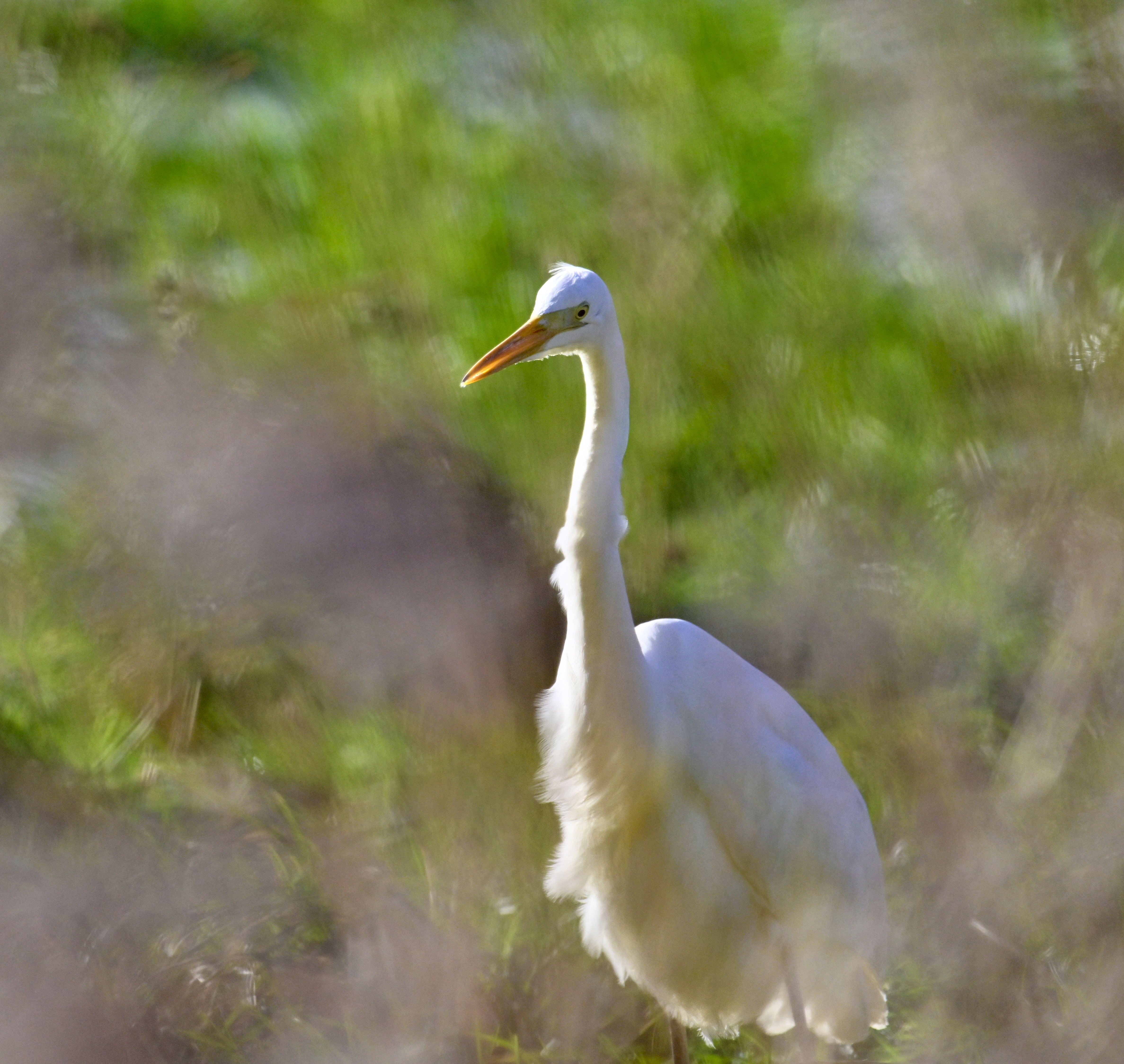 Great White Egret - 15-01-2024