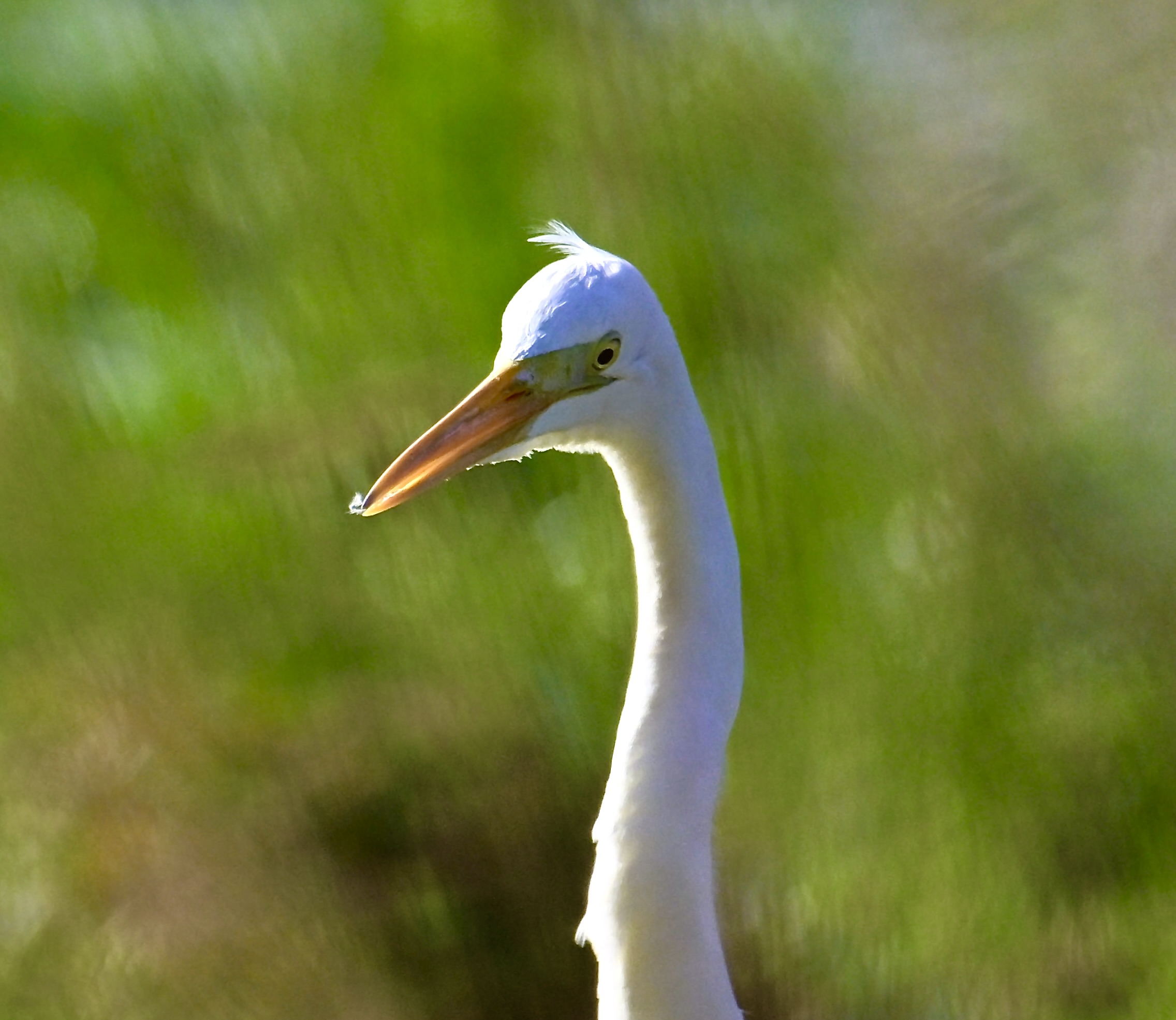 Great White Egret - 15-01-2024