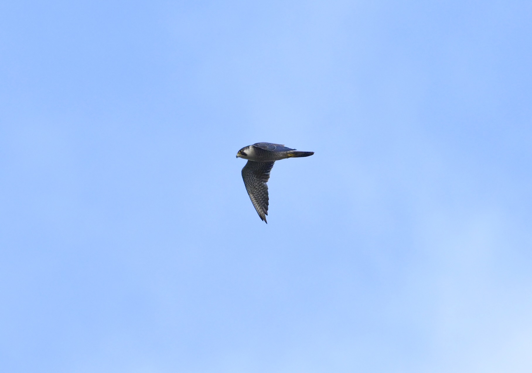 Peregrine - 23-09-2025