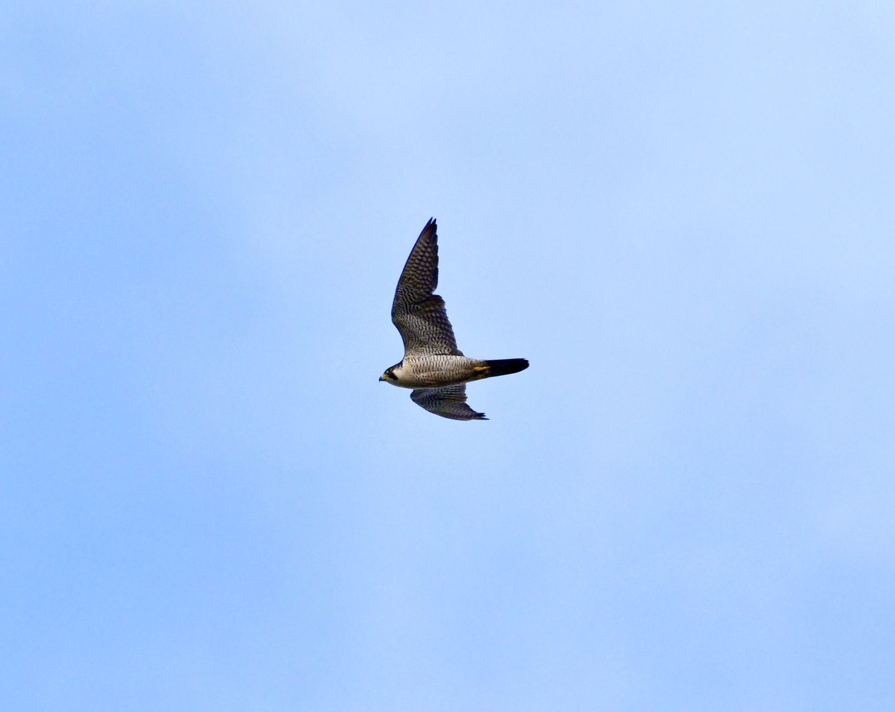 Peregrine - 23-09-2025