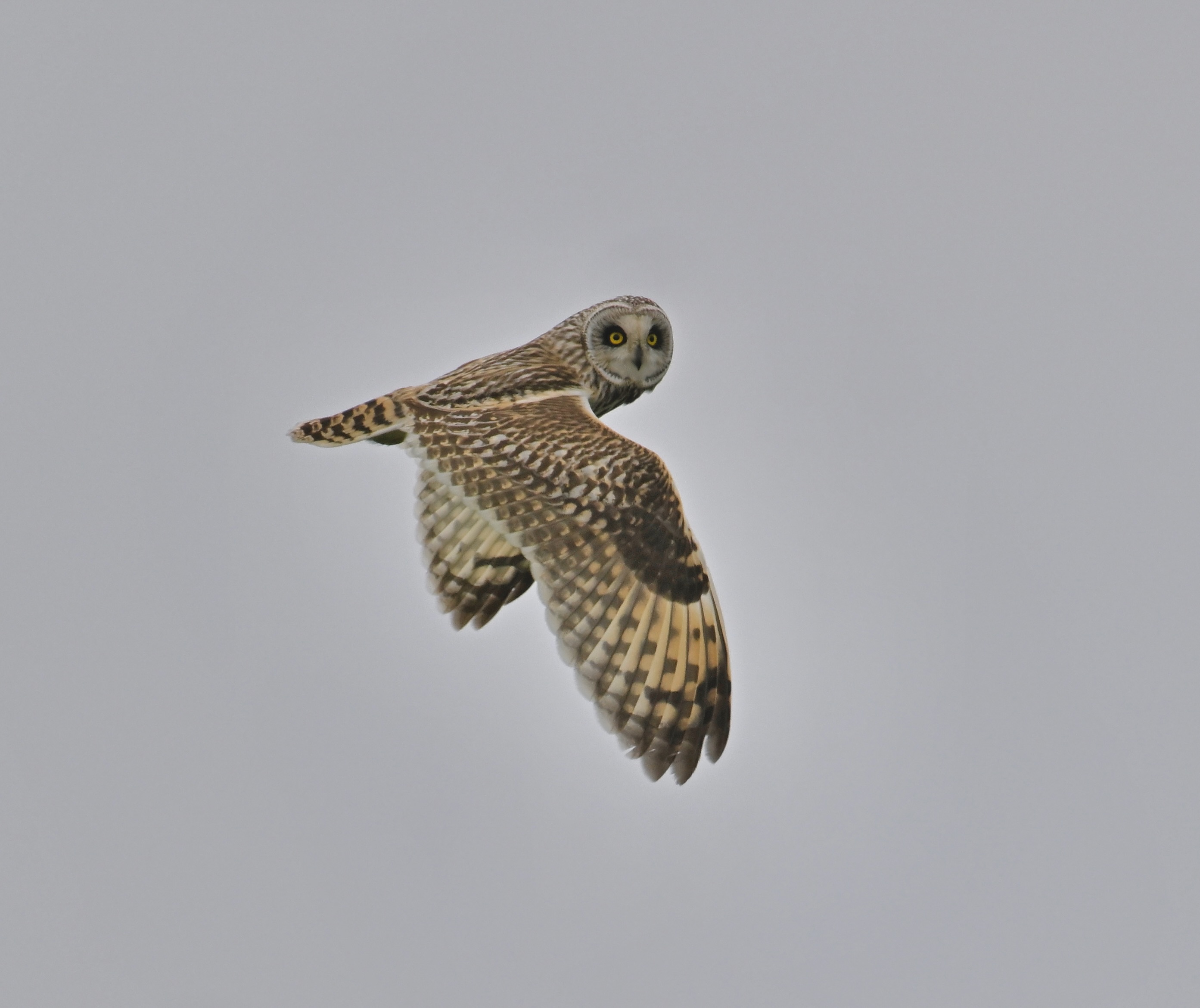 Short-eared Owl - 07-05-2024