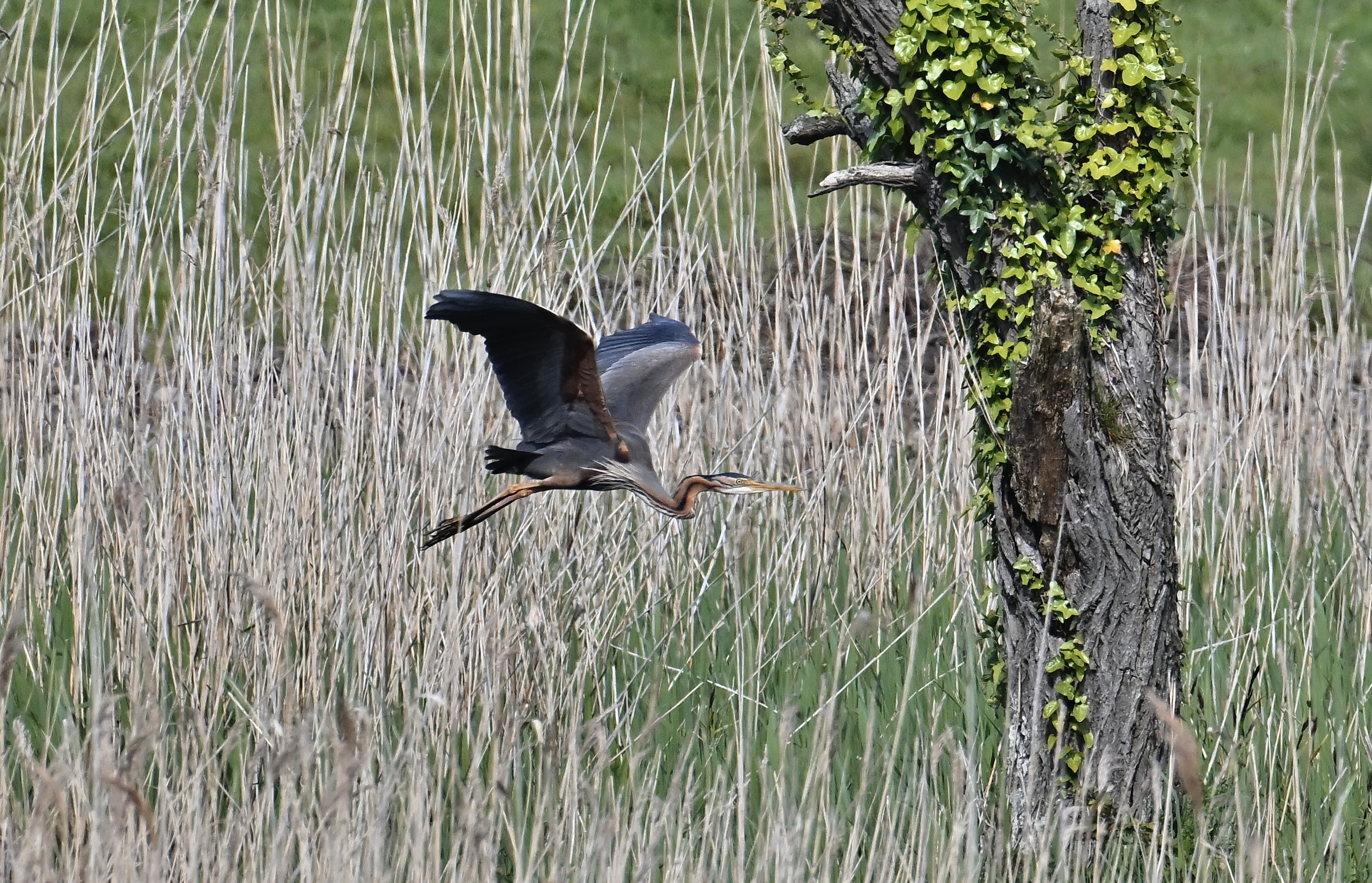 Purple Heron - 10-05-2024