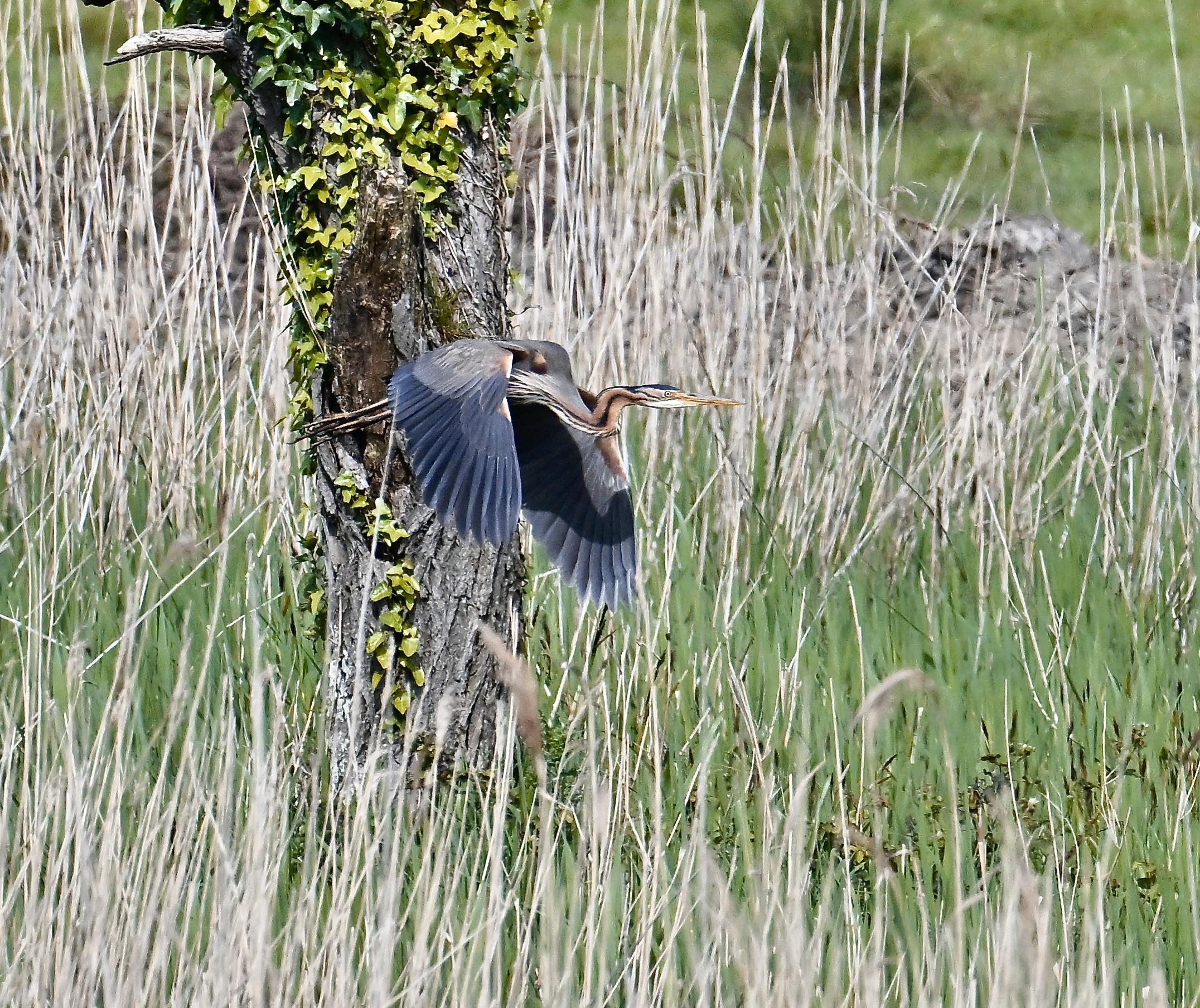 Purple Heron - 10-05-2024