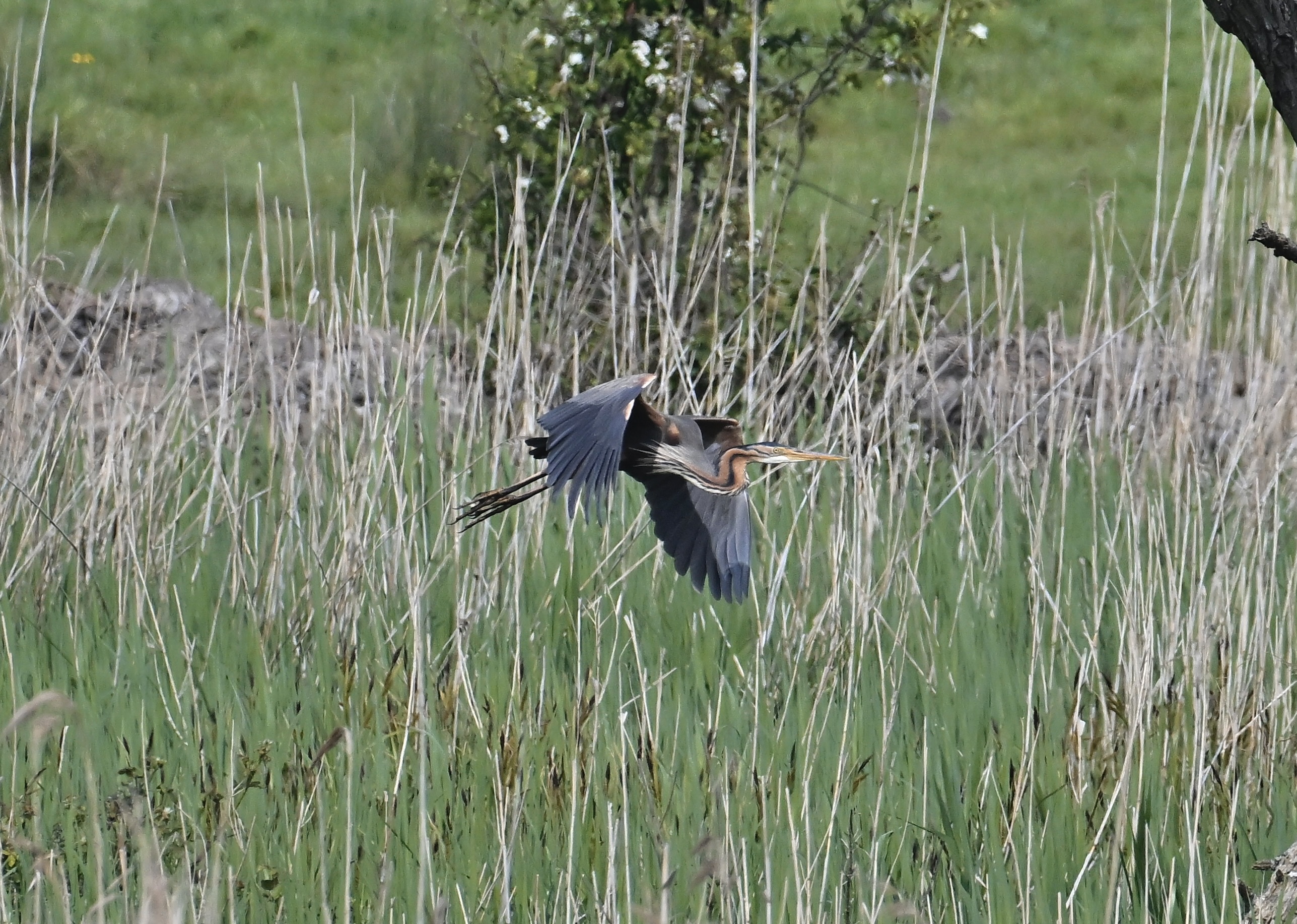 Purple Heron - 10-05-2024