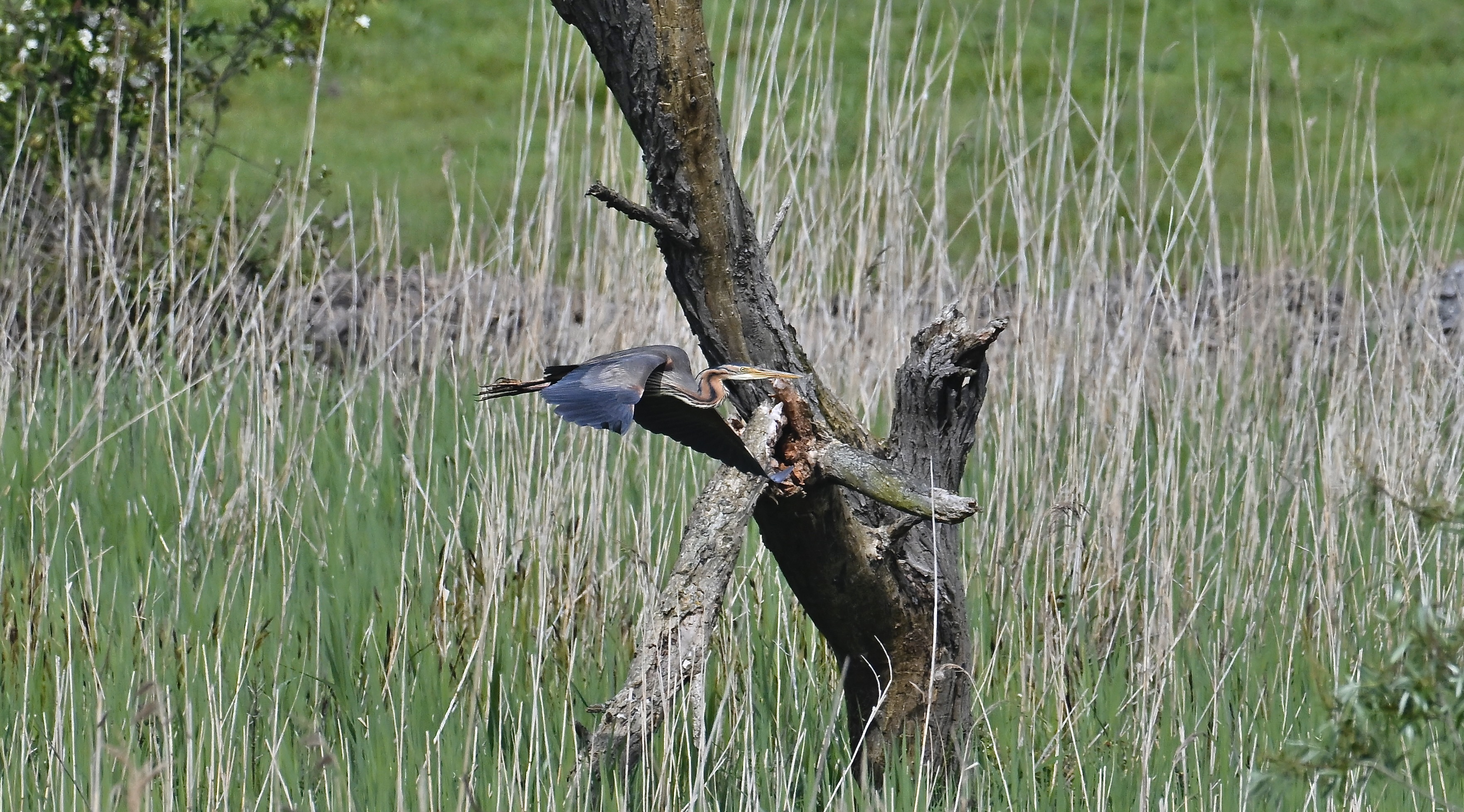 Purple Heron - 10-05-2024