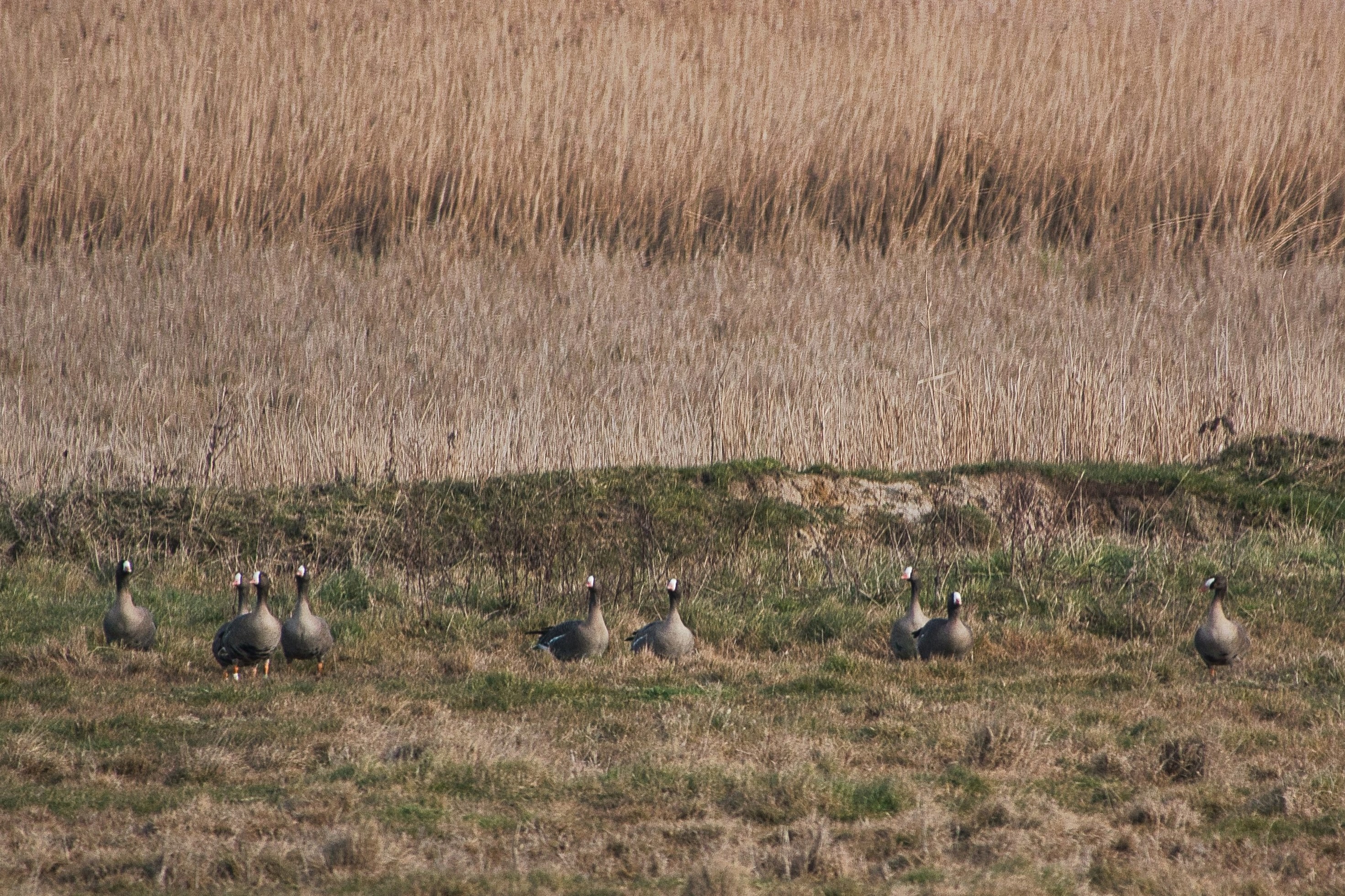 Lesser White-fronted Goose - 05-03-2025