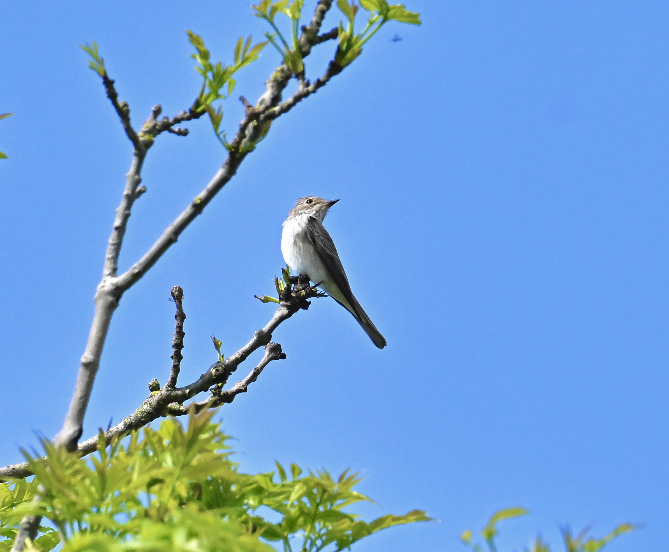 Spotted Flycatcher - 13-05-2024