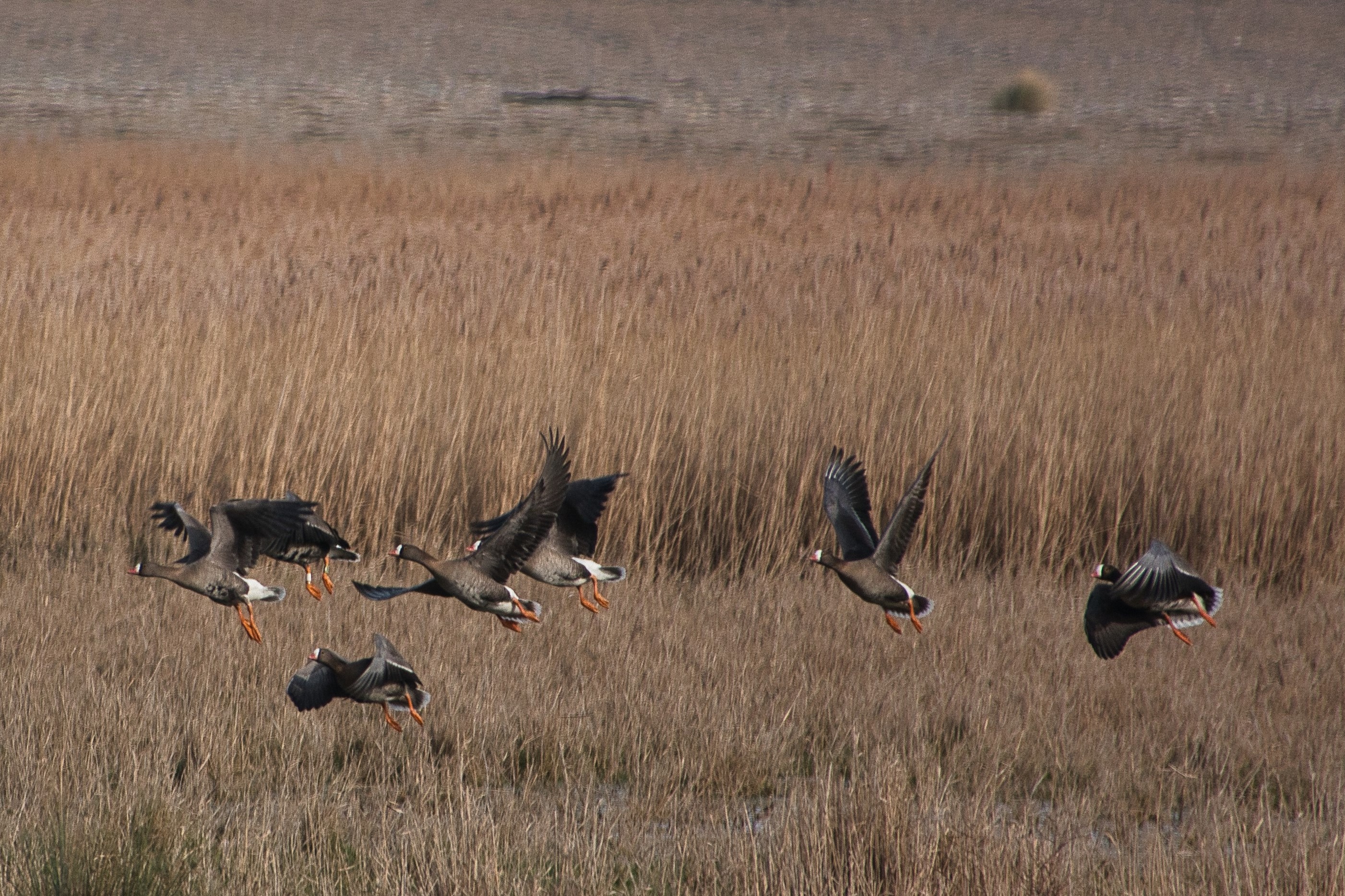 Lesser White-fronted Goose - 05-03-2025