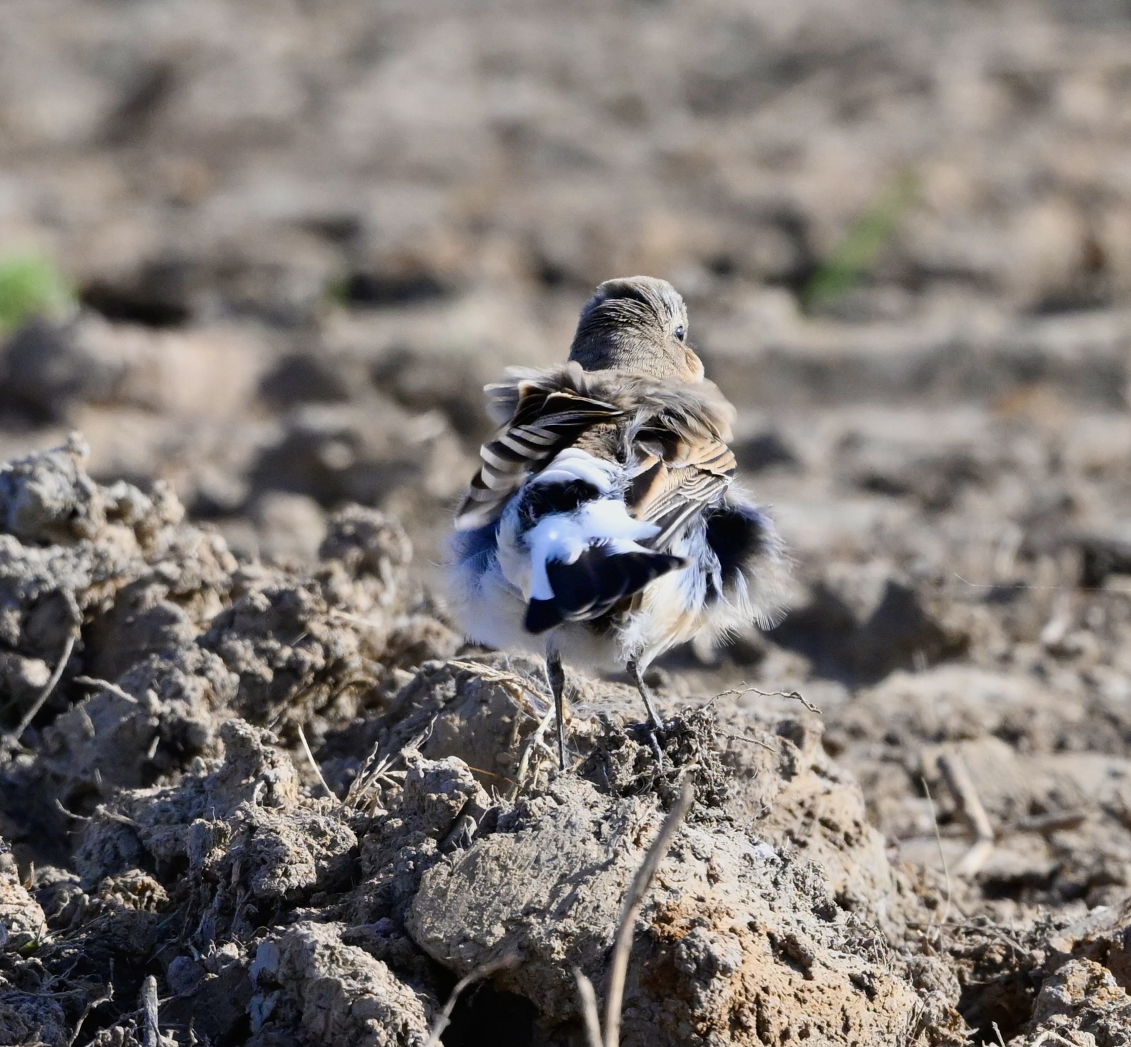 Wheatear - 29-09-2025