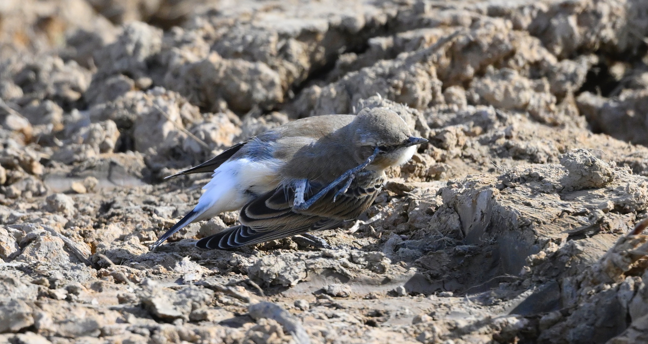 Wheatear - 29-09-2025