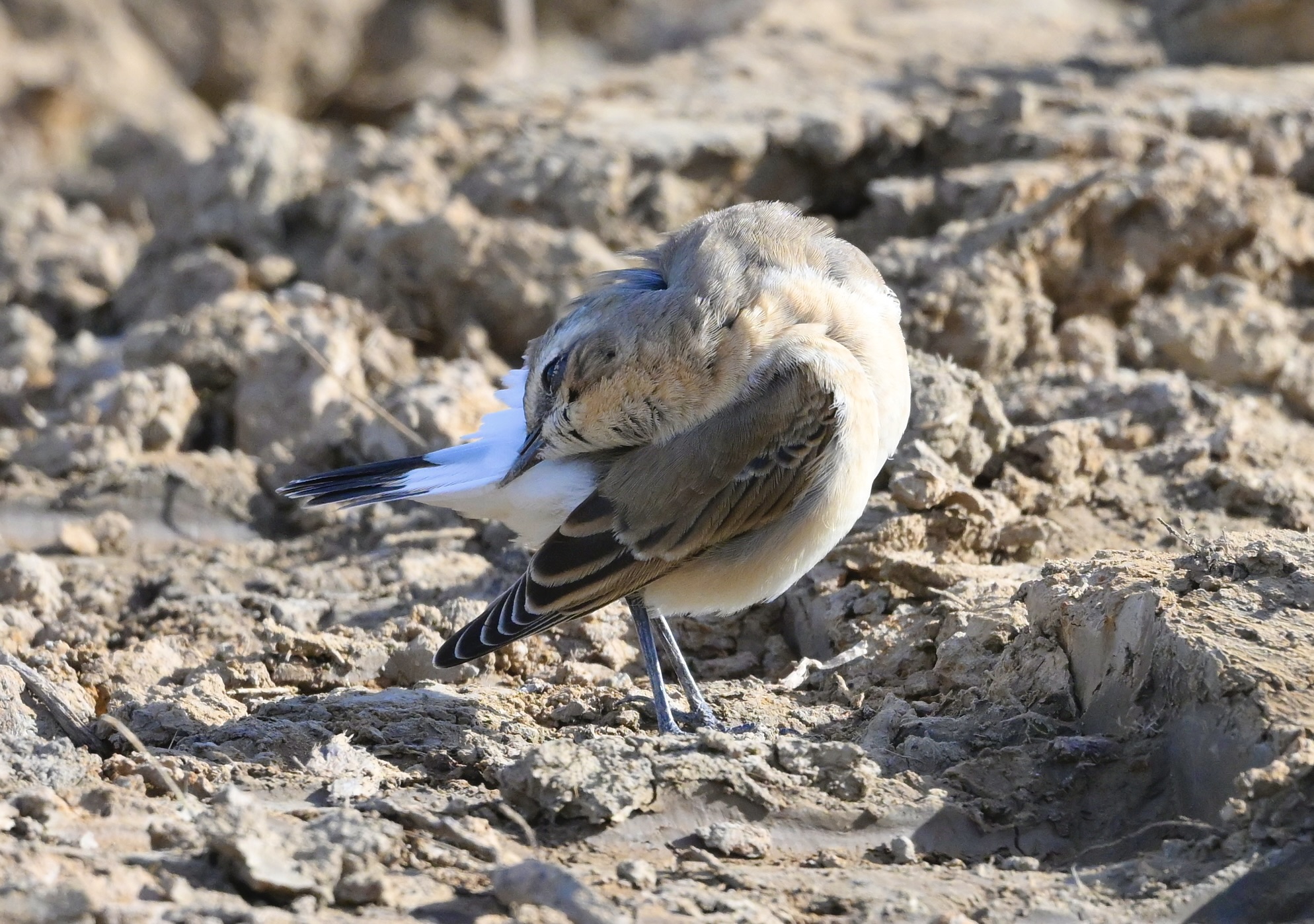 Wheatear - 29-09-2025