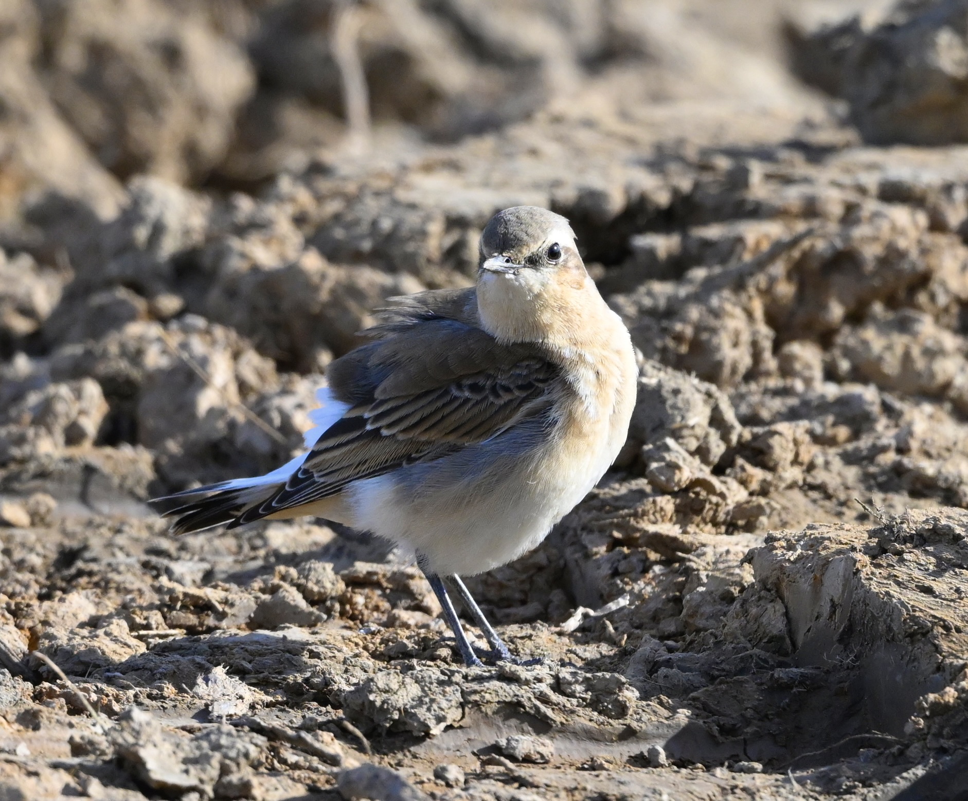 Wheatear - 29-09-2025