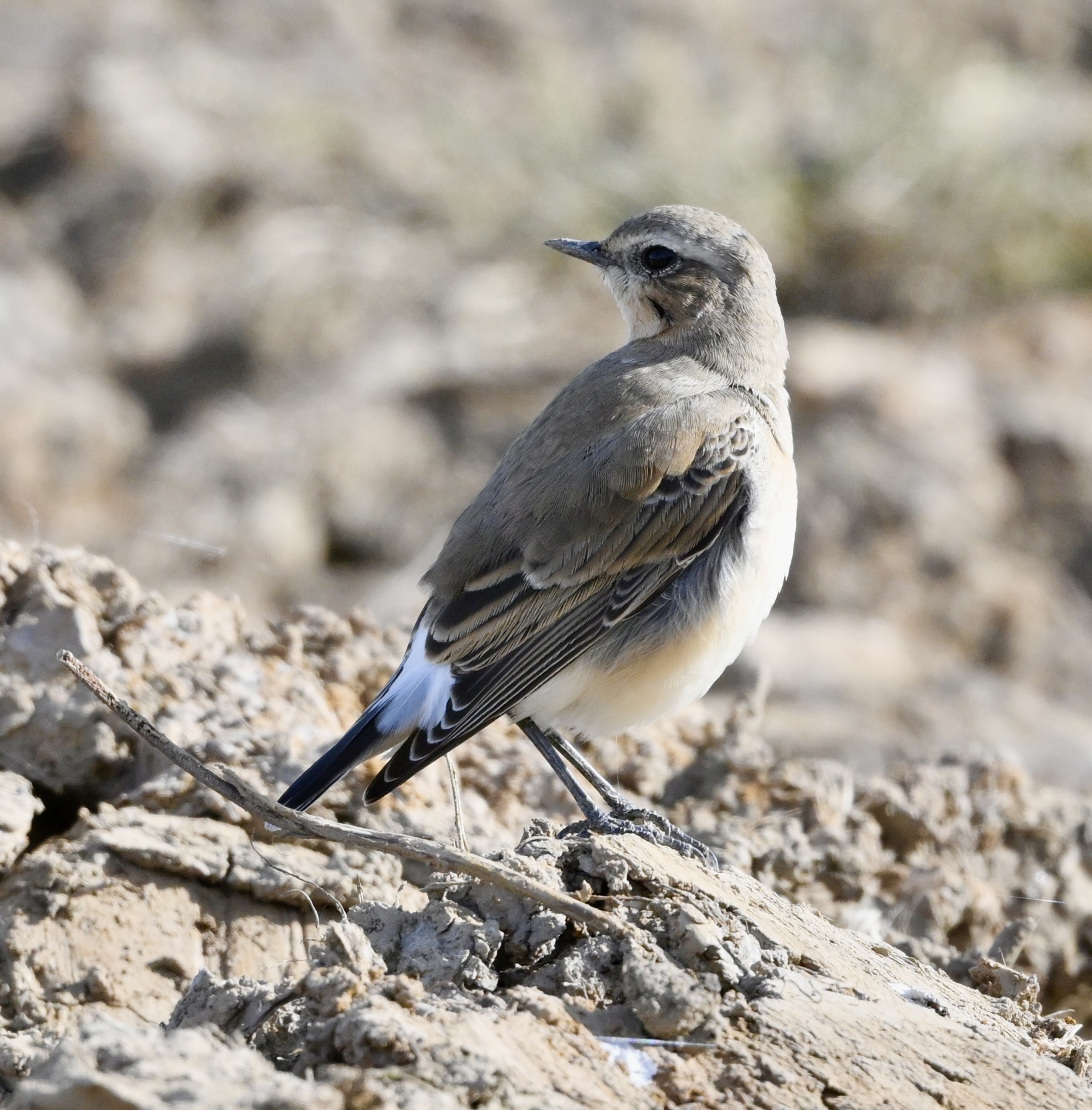Wheatear - 29-09-2025