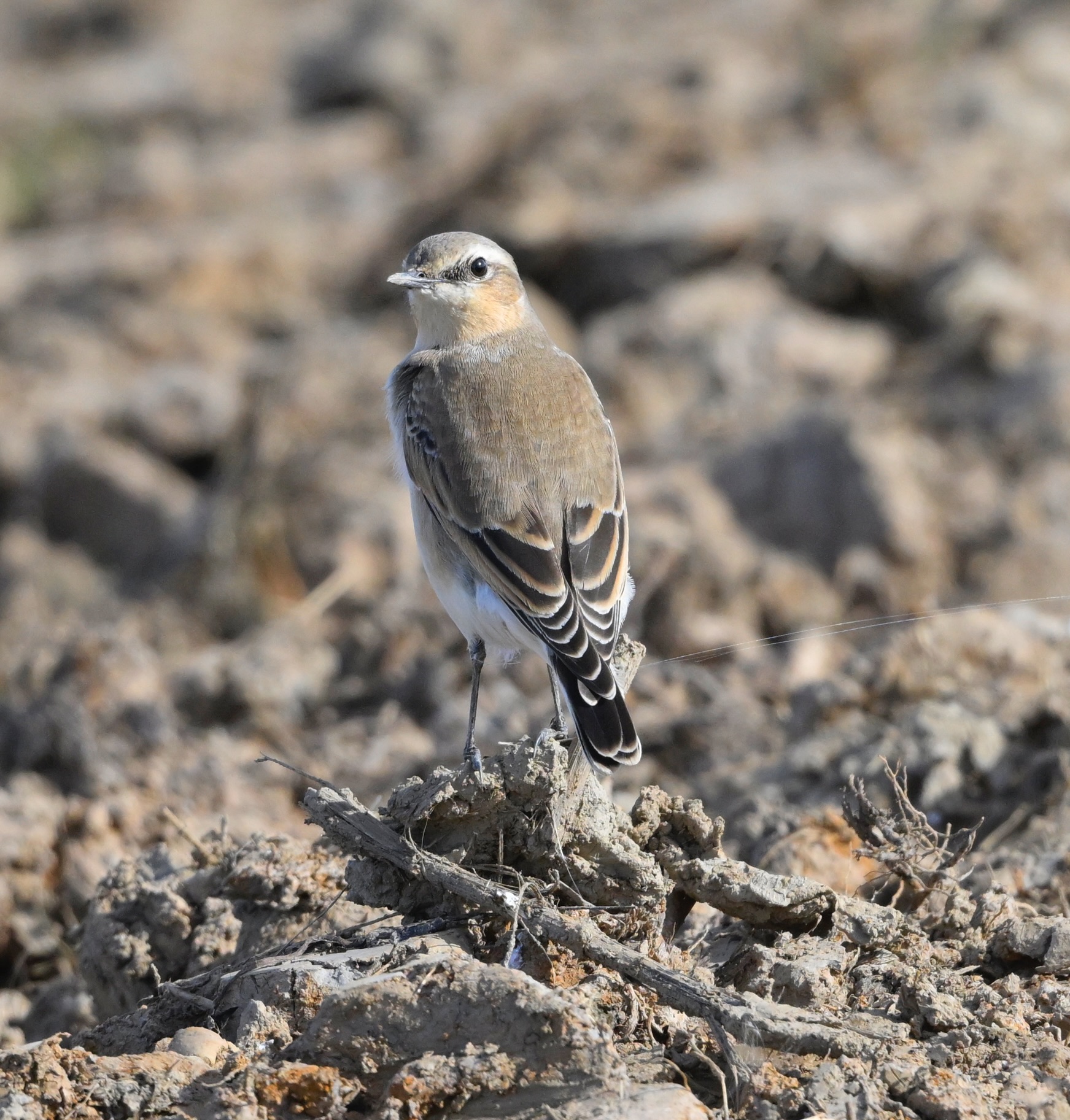 Wheatear - 29-09-2025