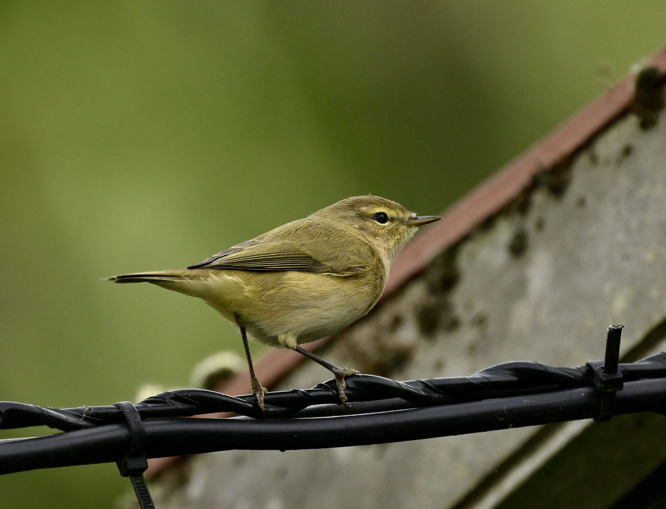 Chiffchaff - 24-09-2026