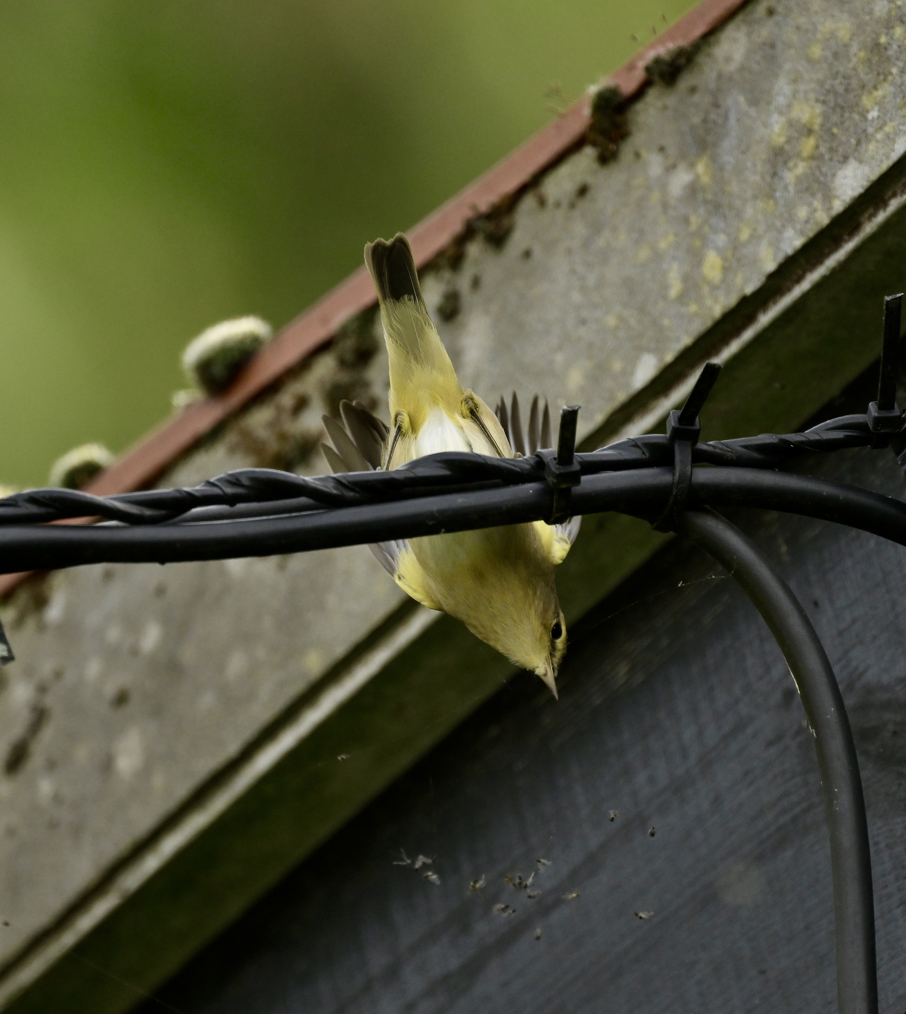 Chiffchaff - 24-09-2026