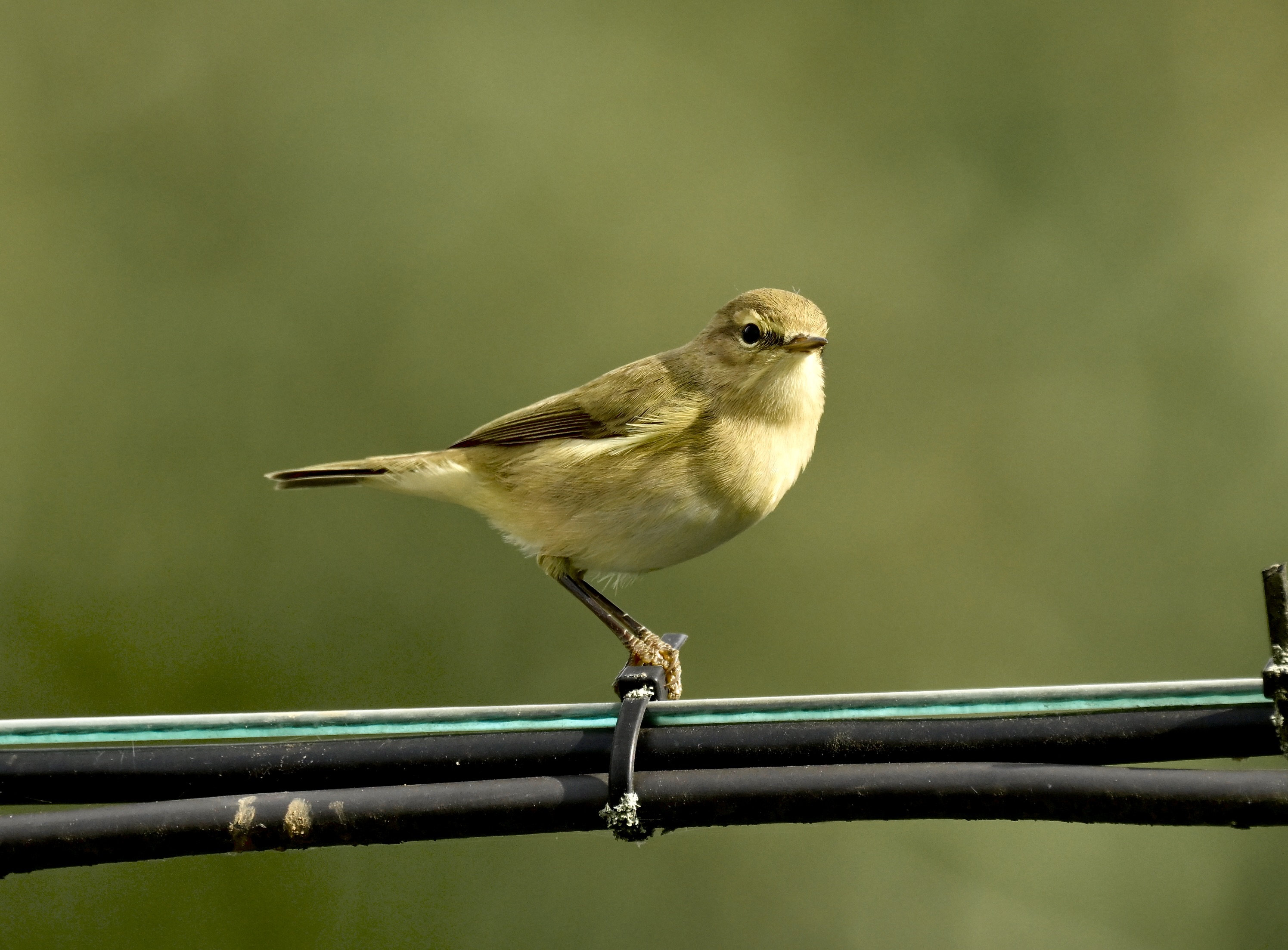 Chiffchaff - 24-09-2026