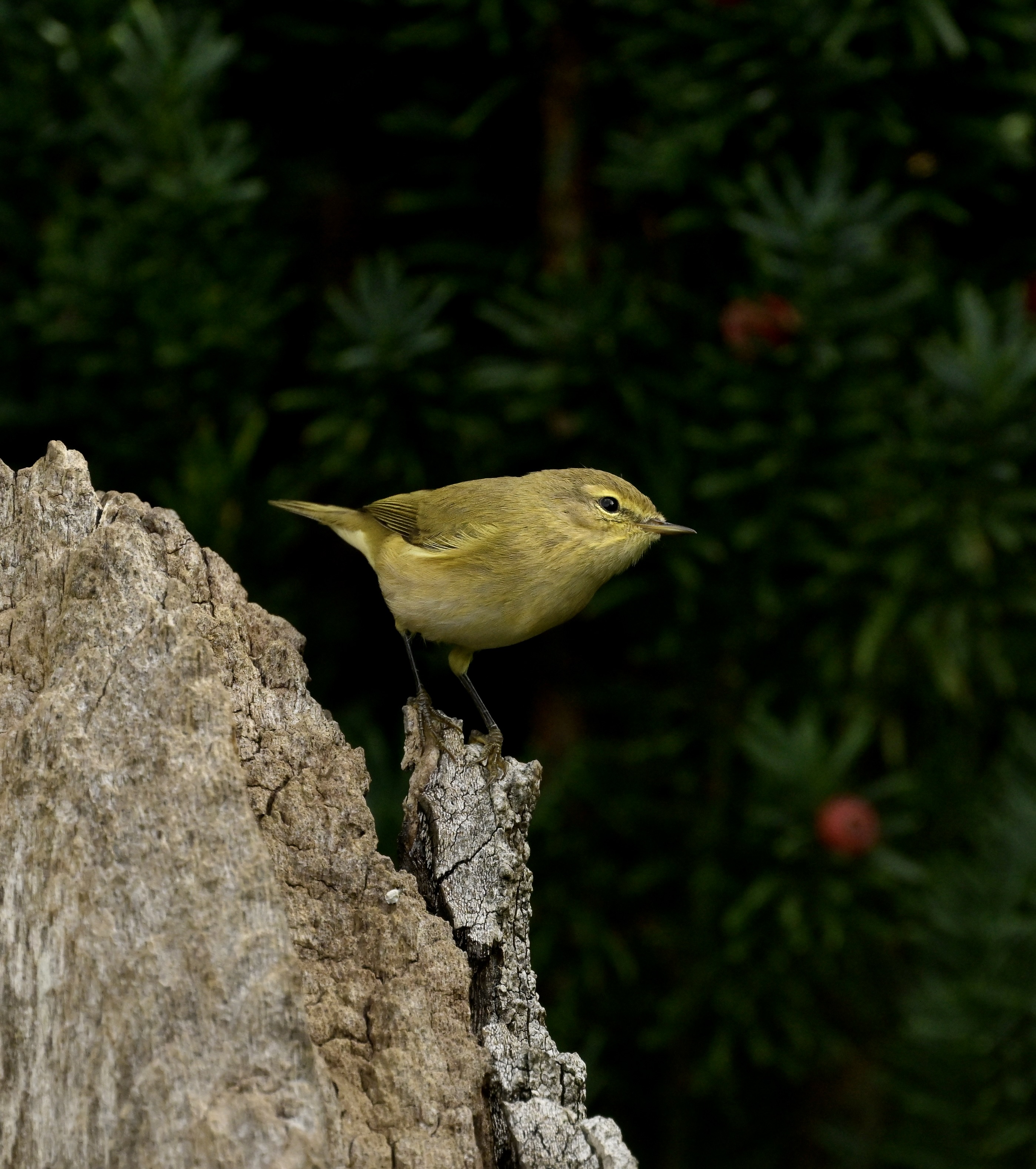 Chiffchaff - 24-09-2026