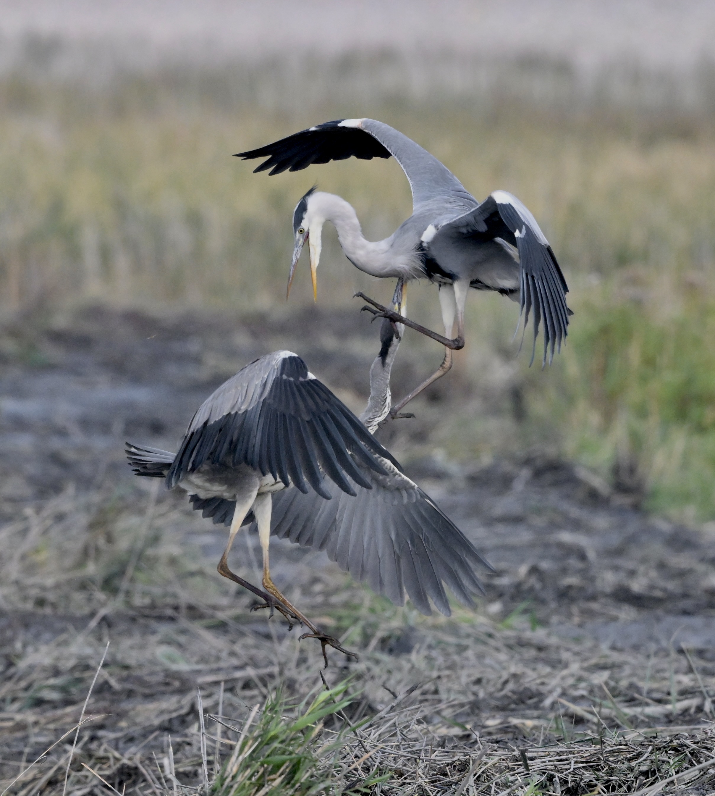 Grey Heron - 02-10-2025