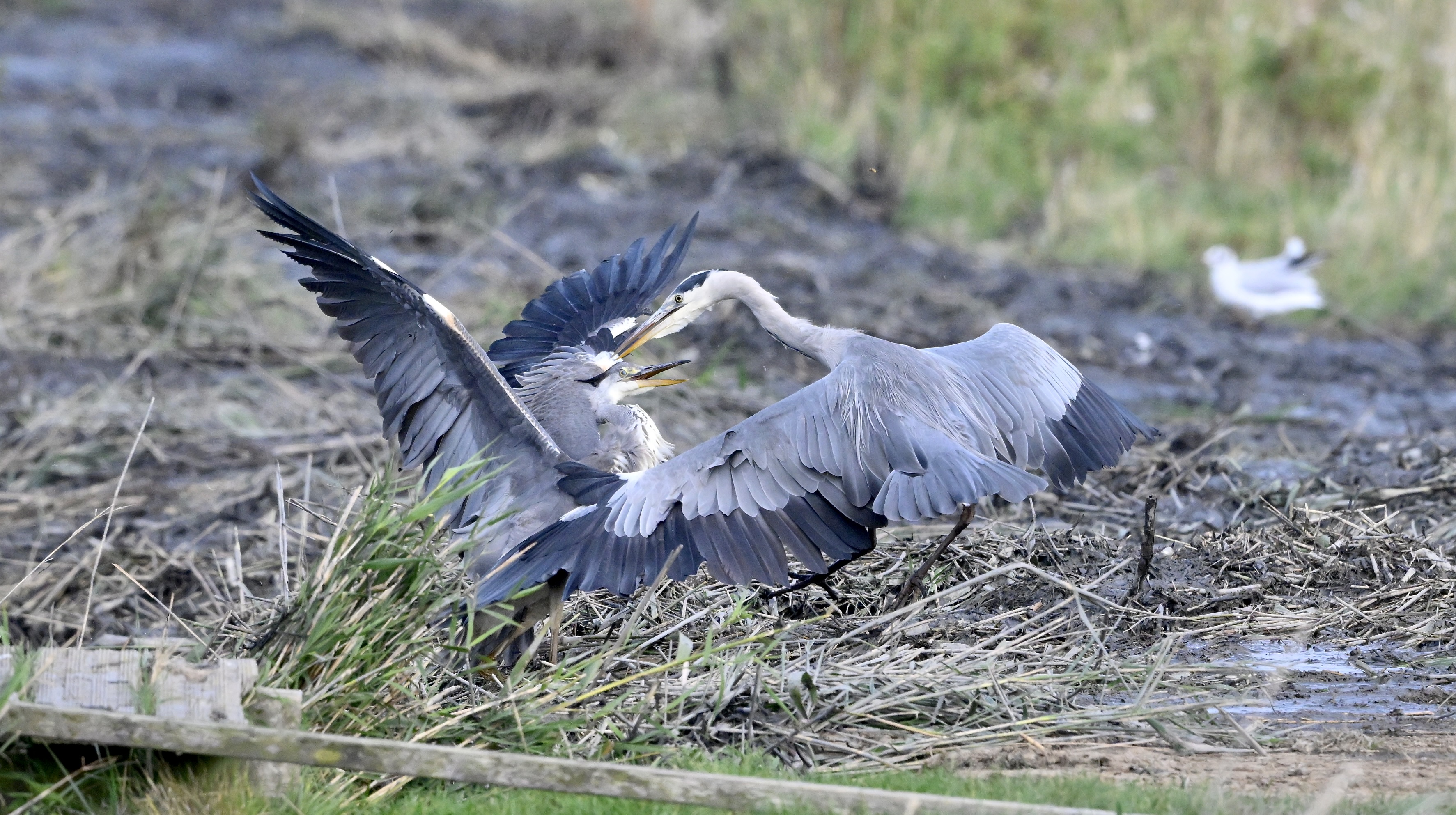 Grey Heron - 02-10-2025