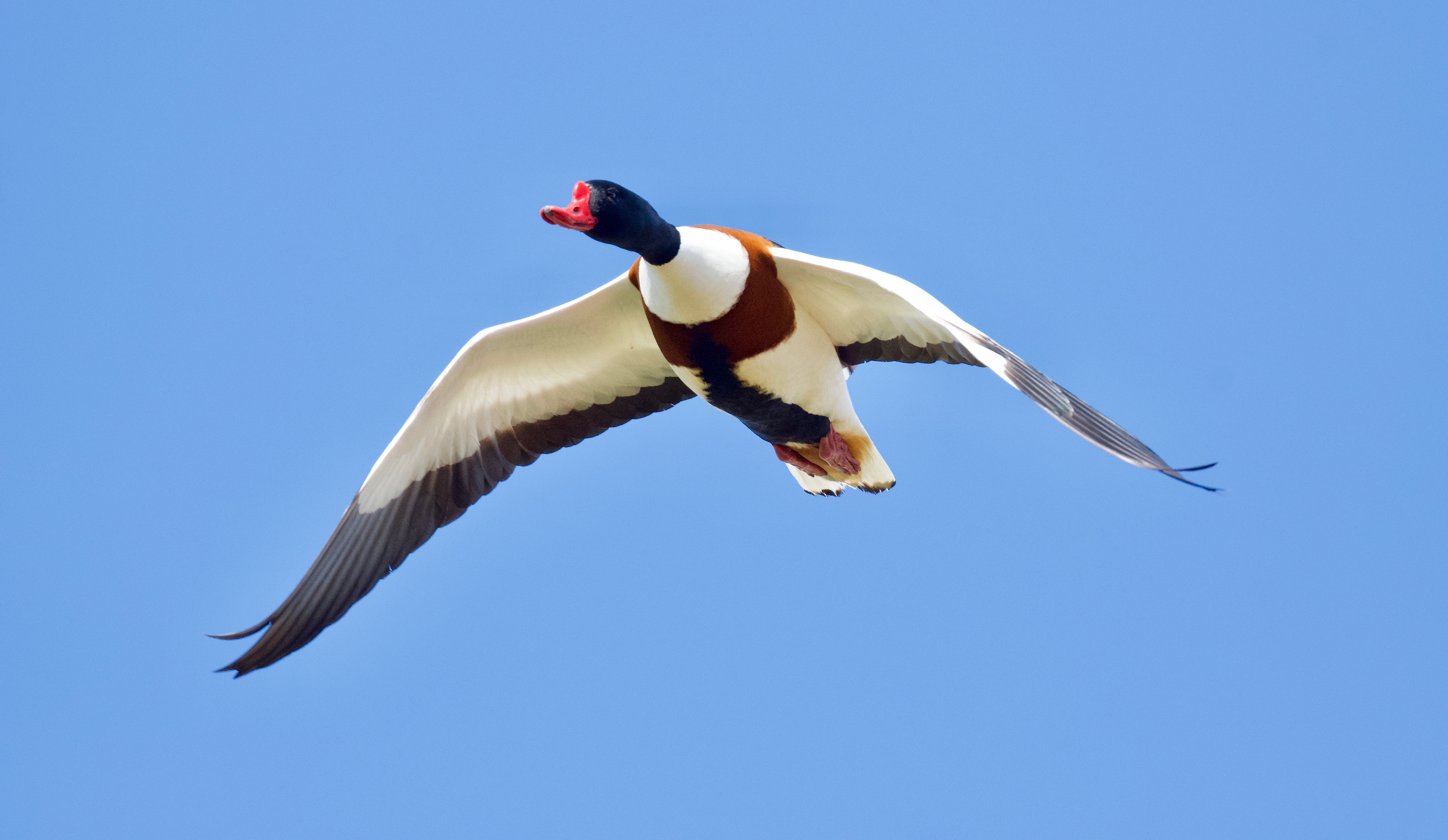 Shelduck - 13-04-2023