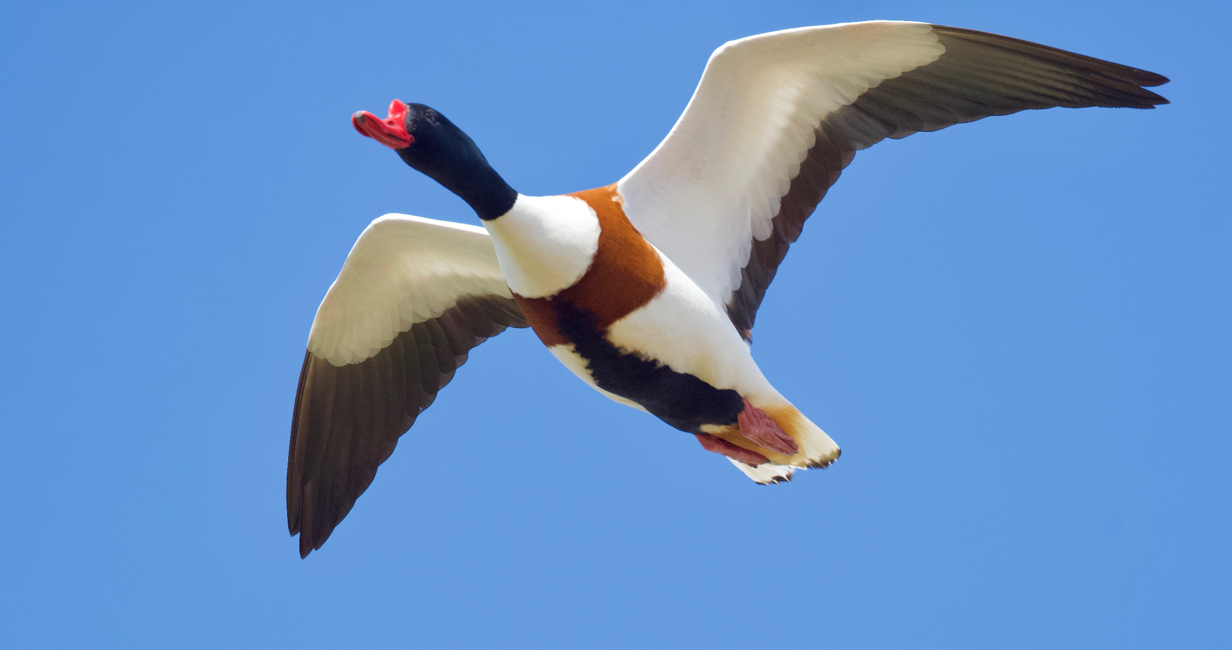 Shelduck - 13-04-2023