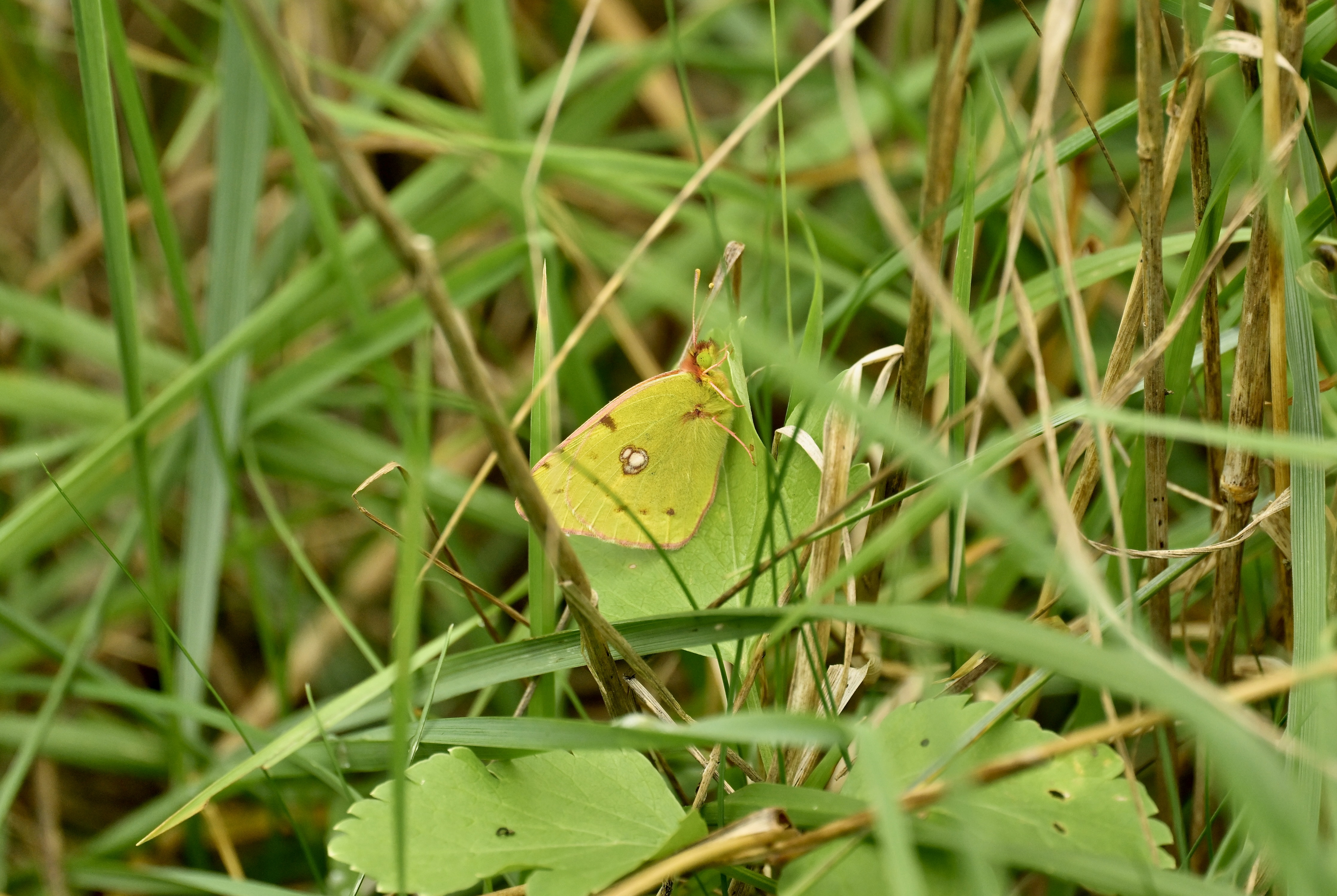 Clouded Yellow - 30-09-2026