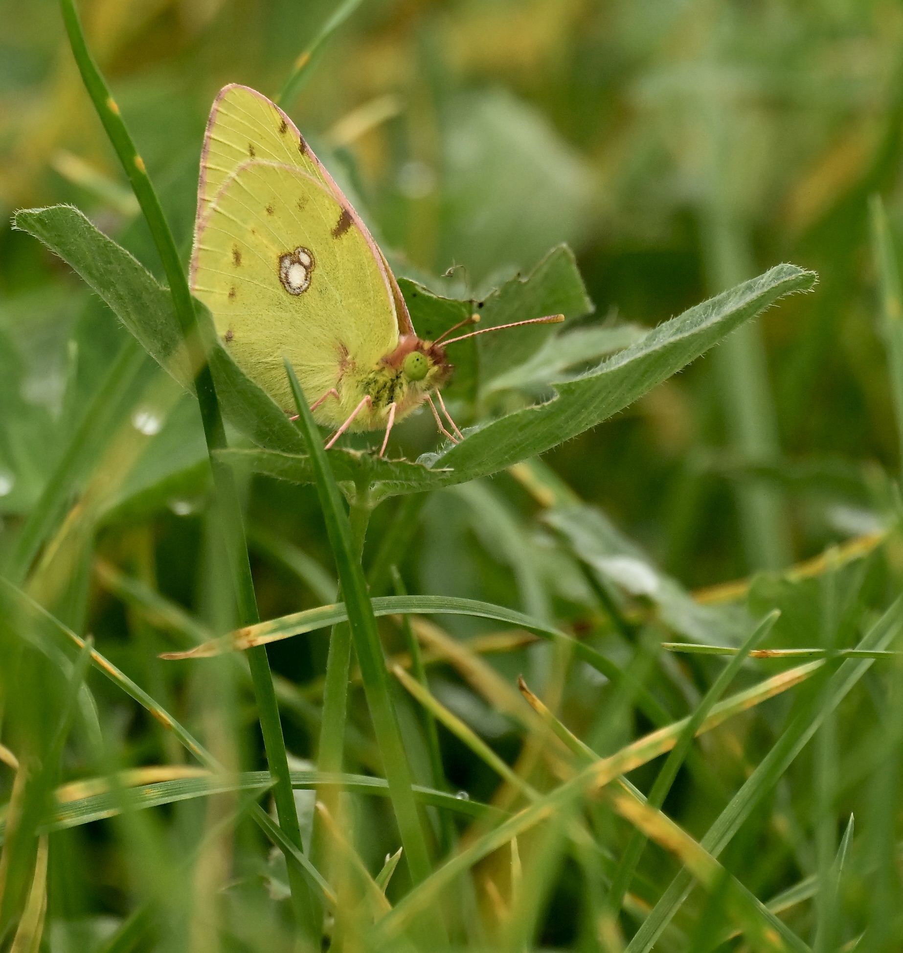 Clouded Yellow - 30-09-2026
