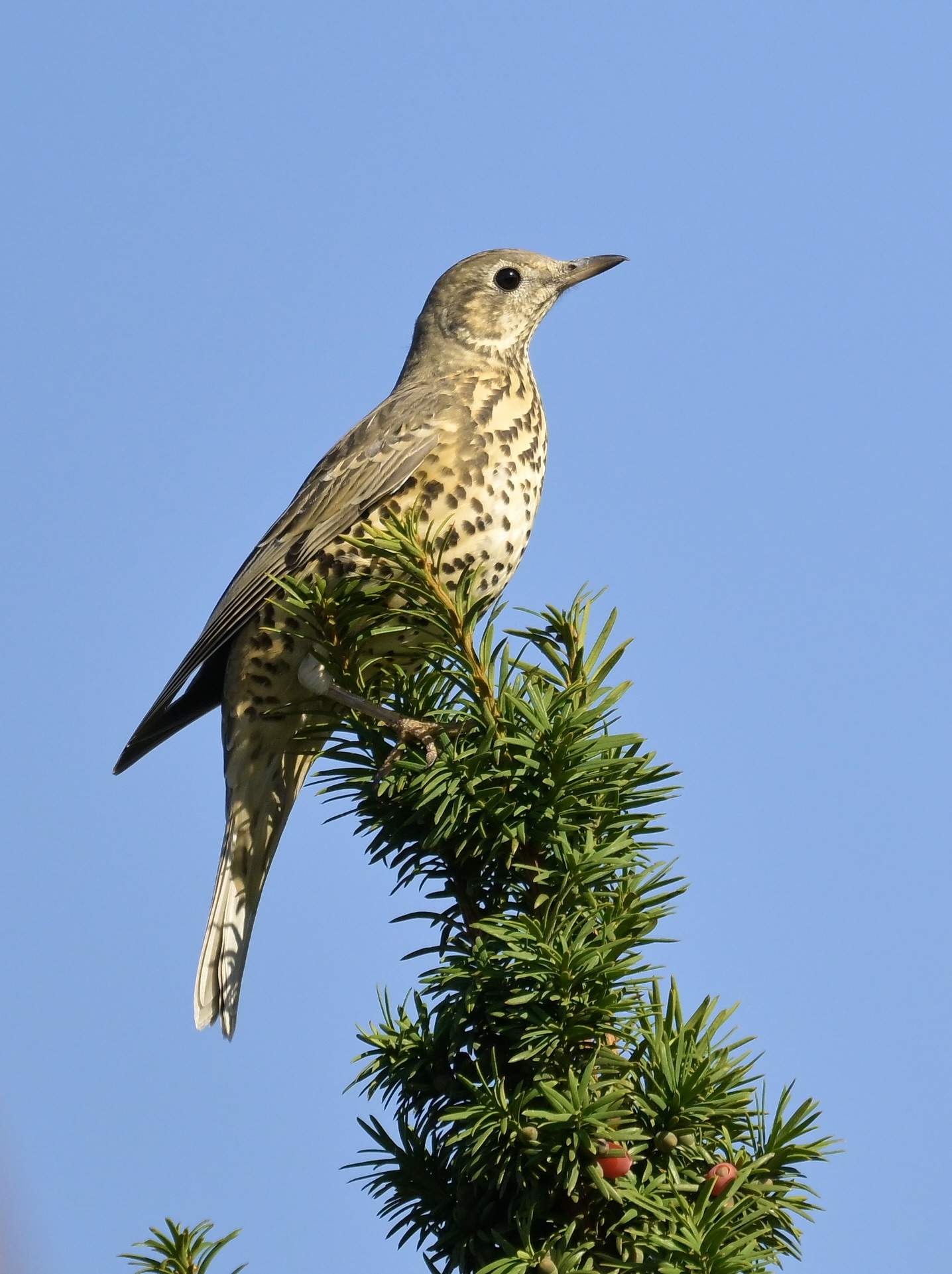 Mistle Thrush - 02-10-2026