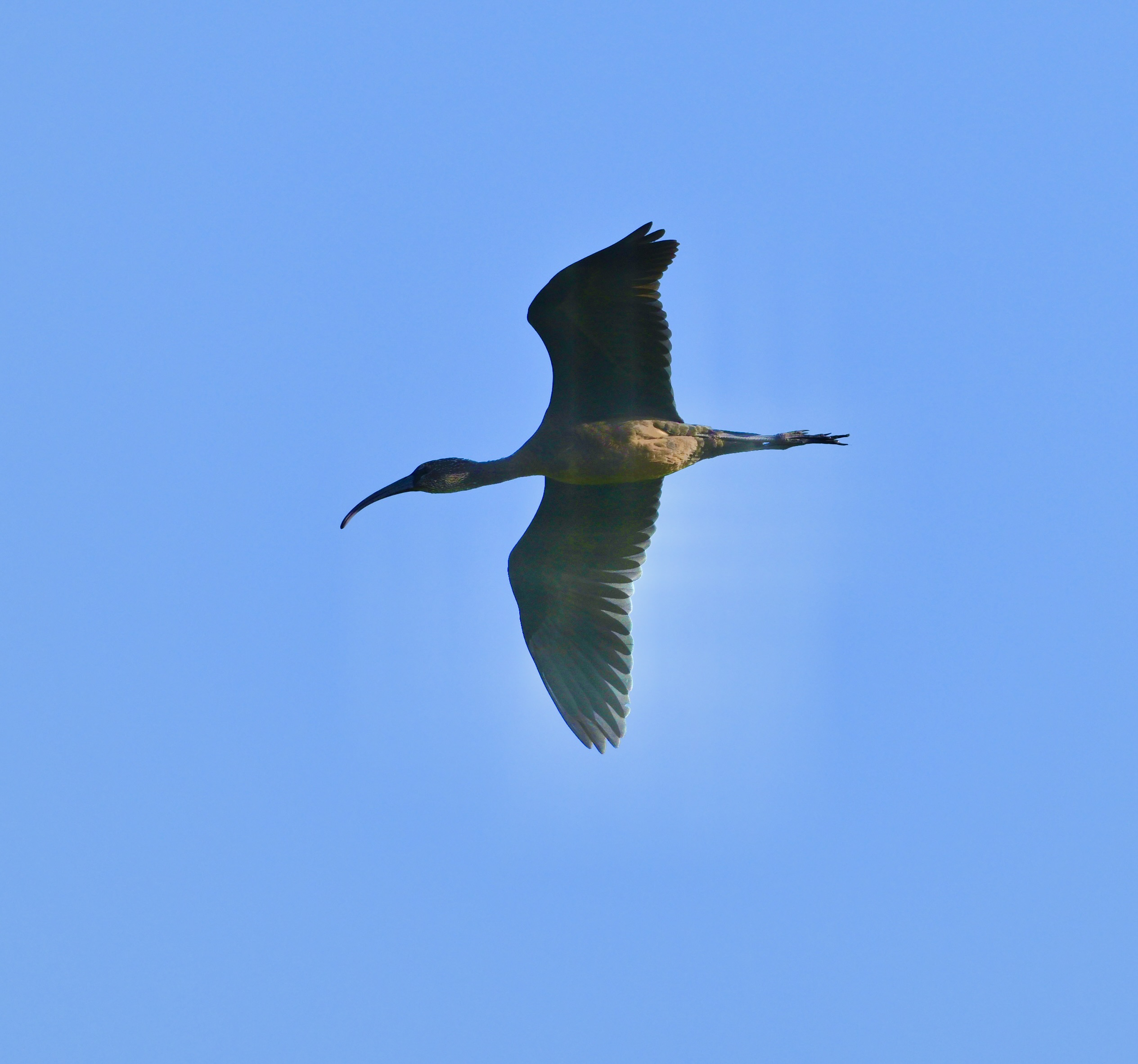 Glossy Ibis - 06-10-2025