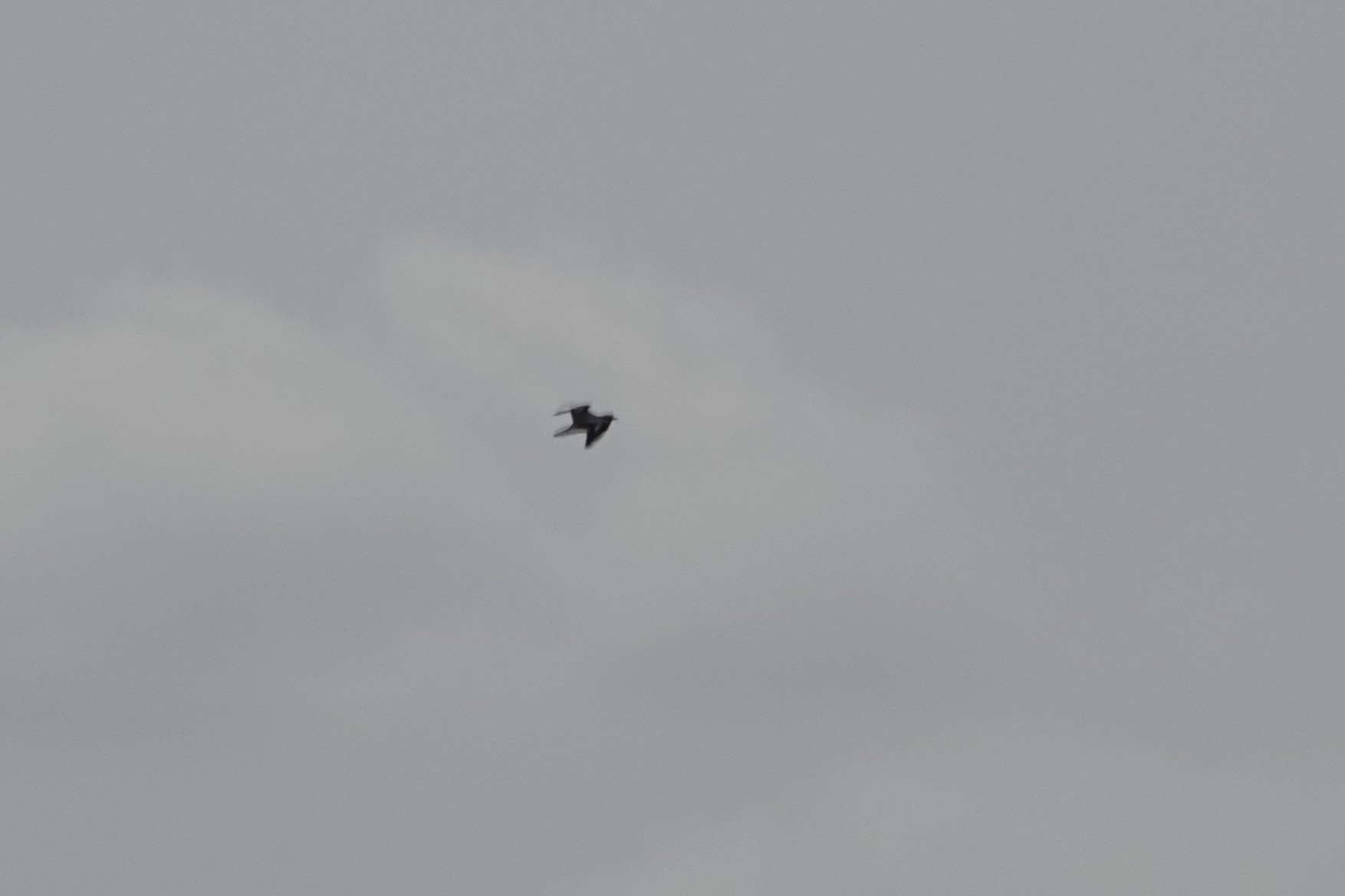 Stone Curlew - 06-08-2025