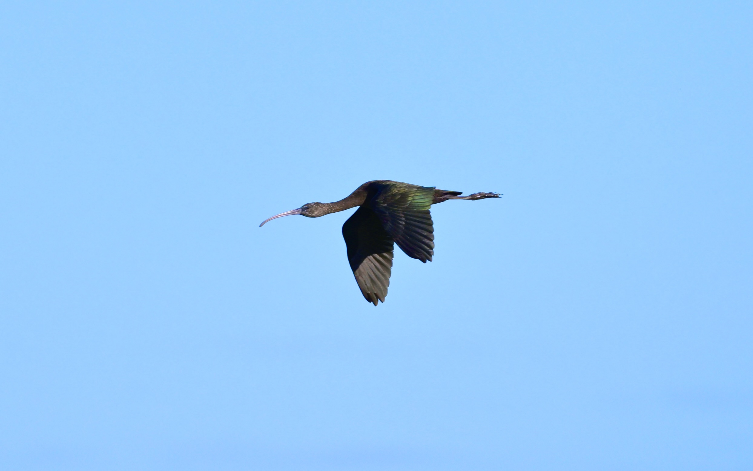 Glossy Ibis - 06-10-2025