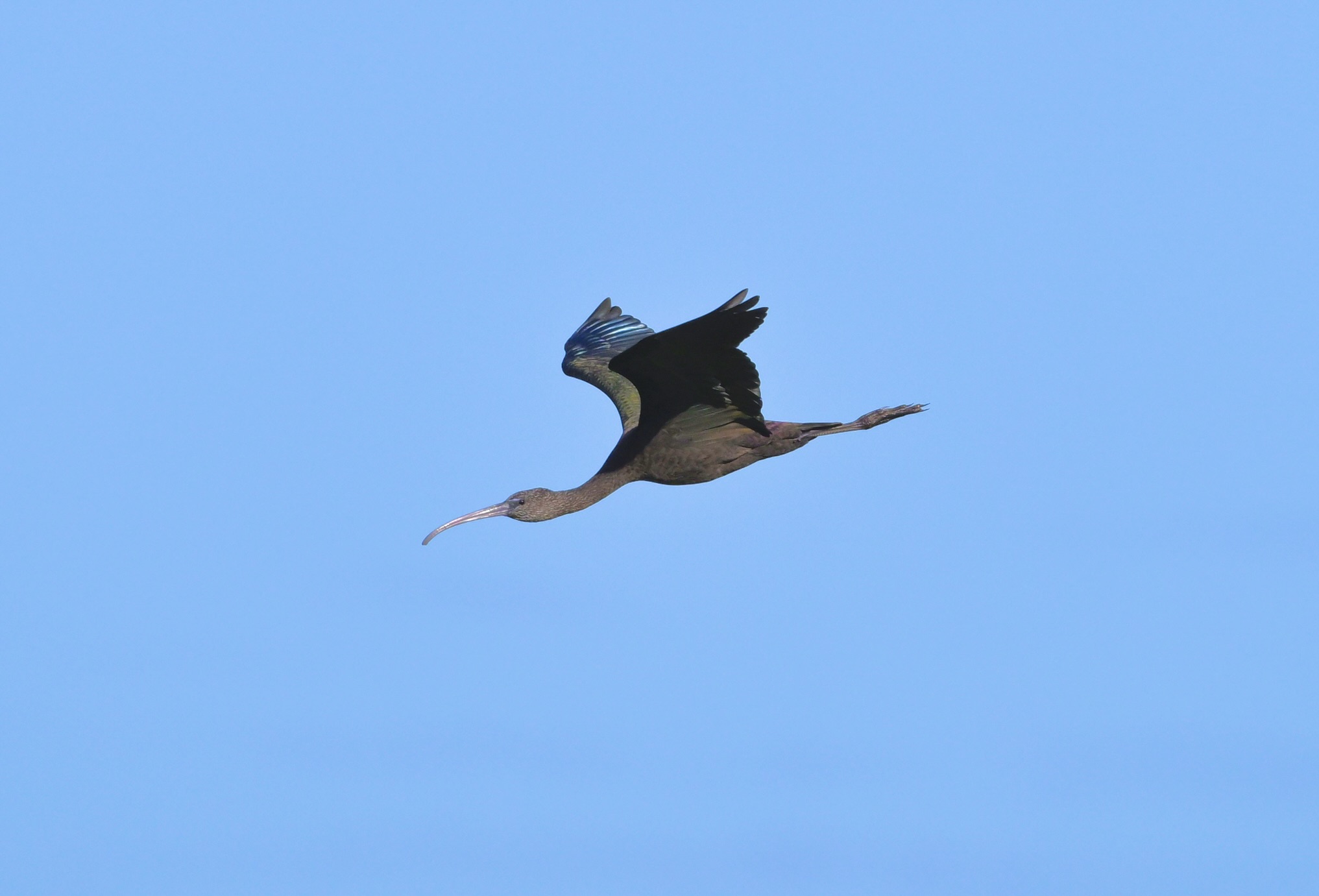Glossy Ibis - 06-10-2025