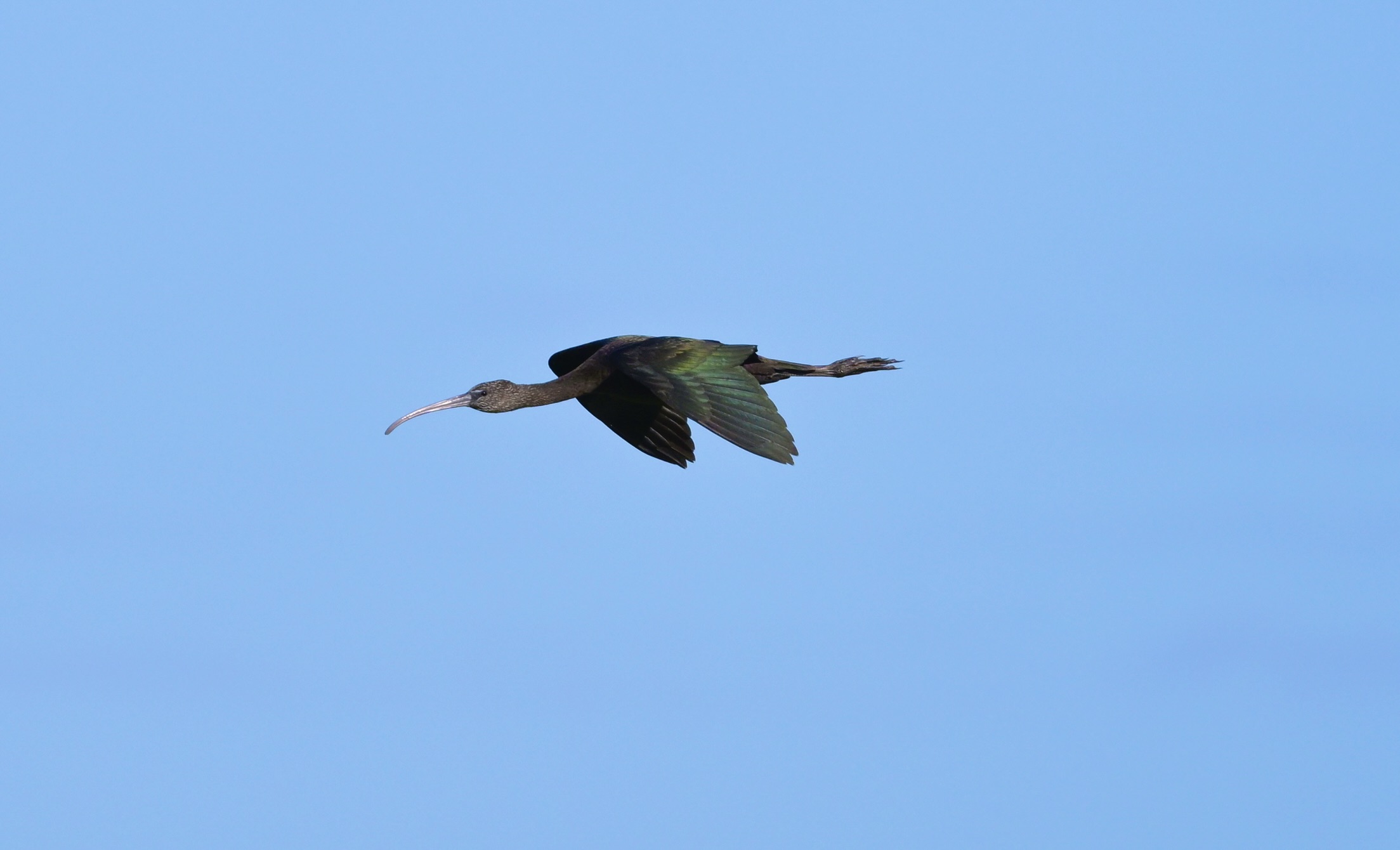 Glossy Ibis - 06-10-2025