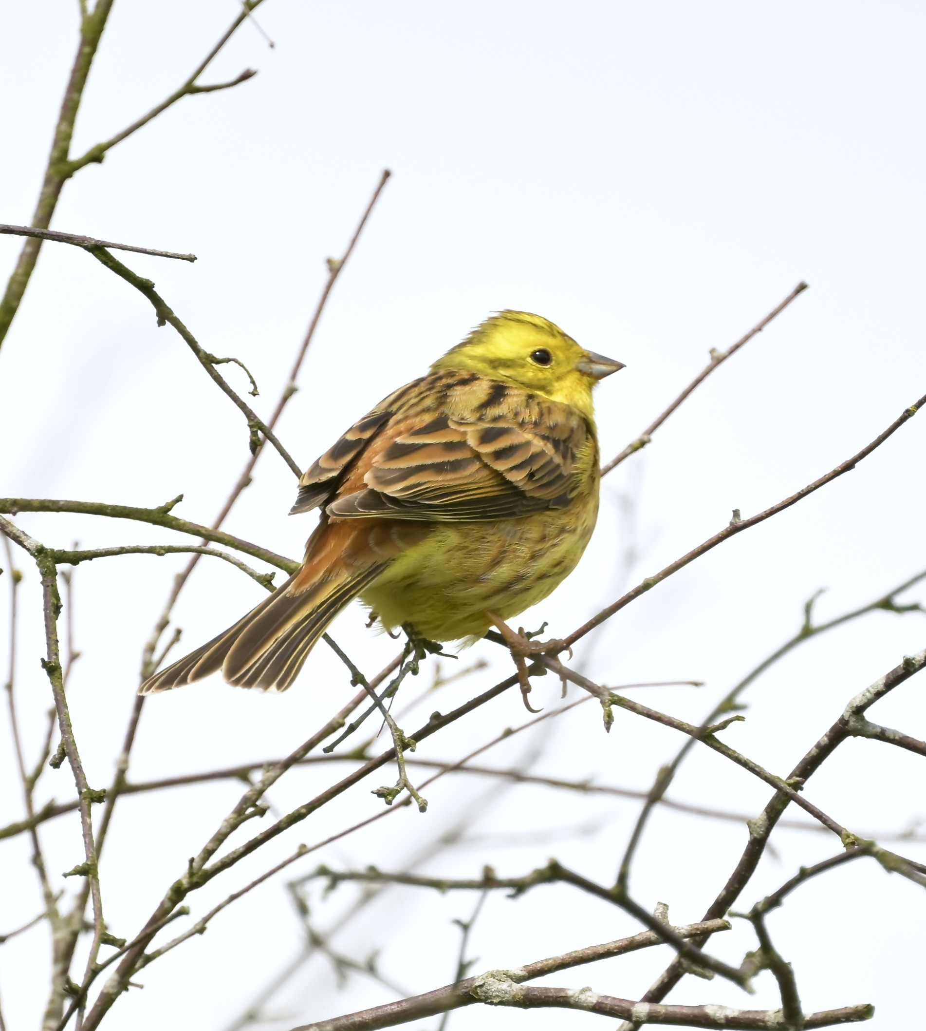 Yellowhammer - 06-05-2026