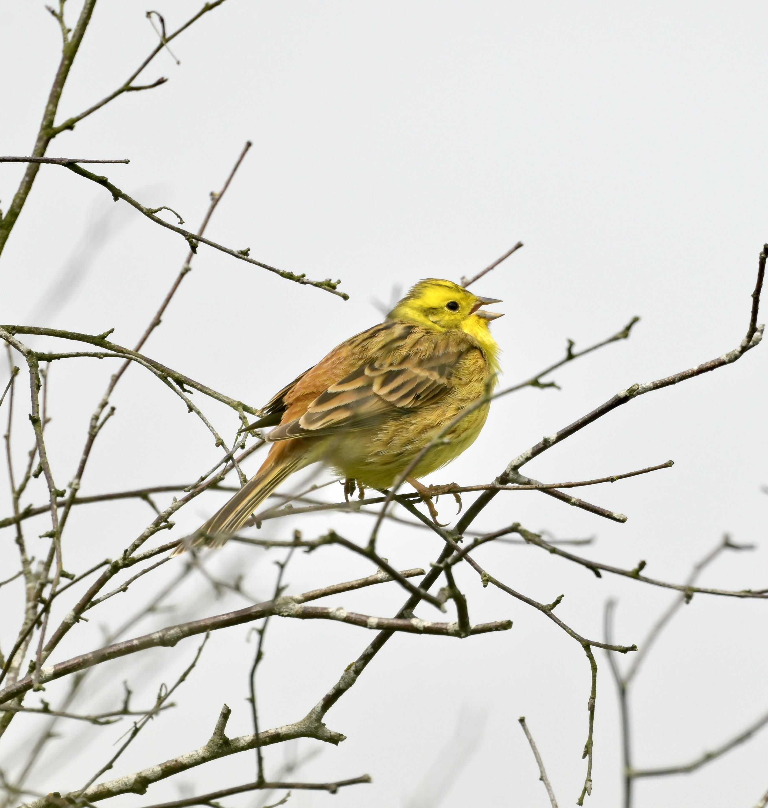 Yellowhammer - 06-05-2026