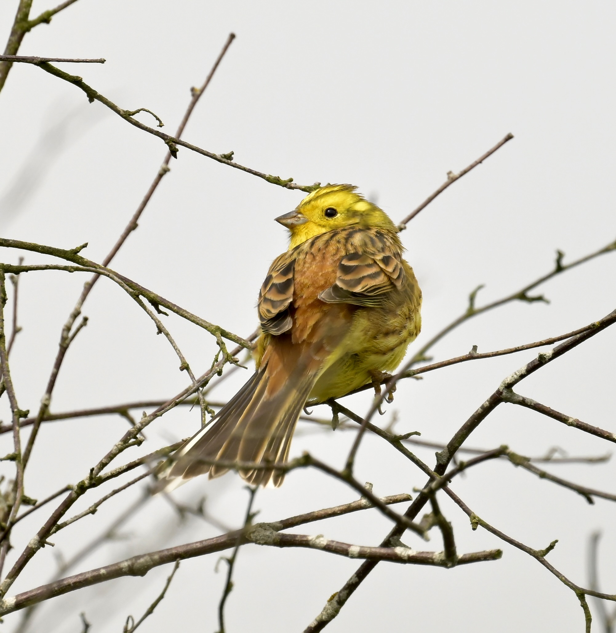 Yellowhammer - 06-05-2026
