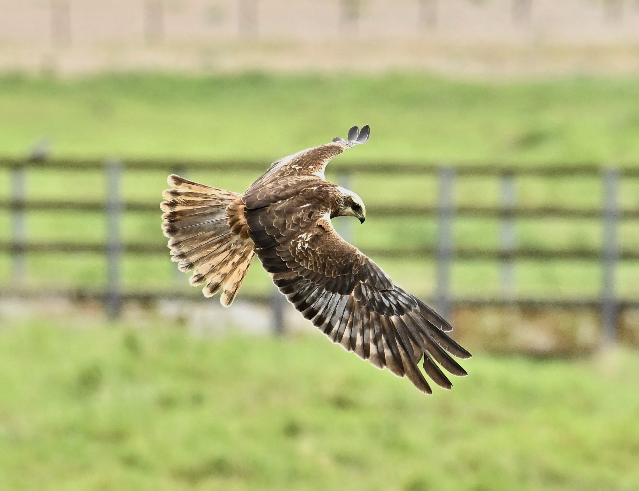 Marsh Harrier - 26-05-2024