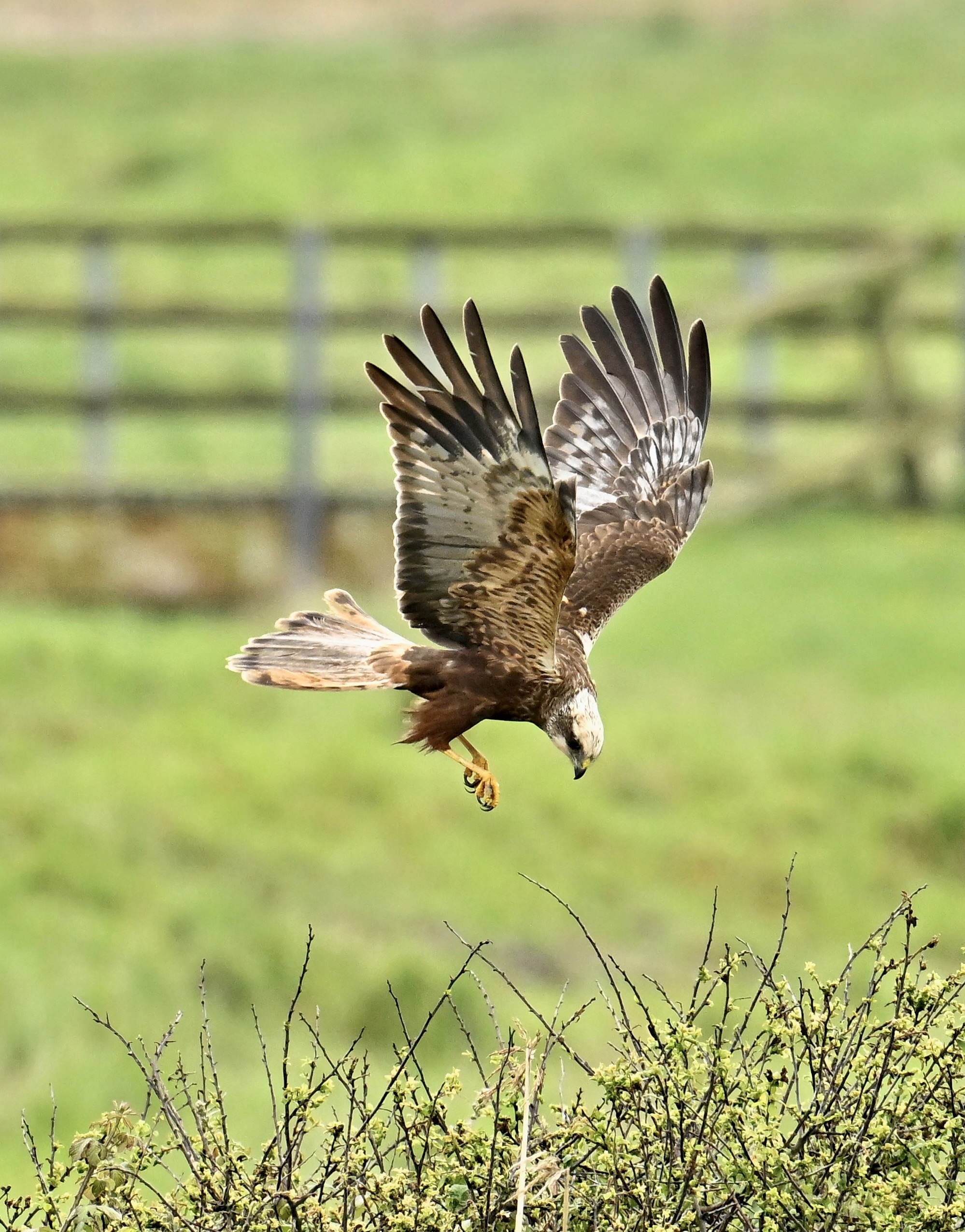 Marsh Harrier - 26-05-2024