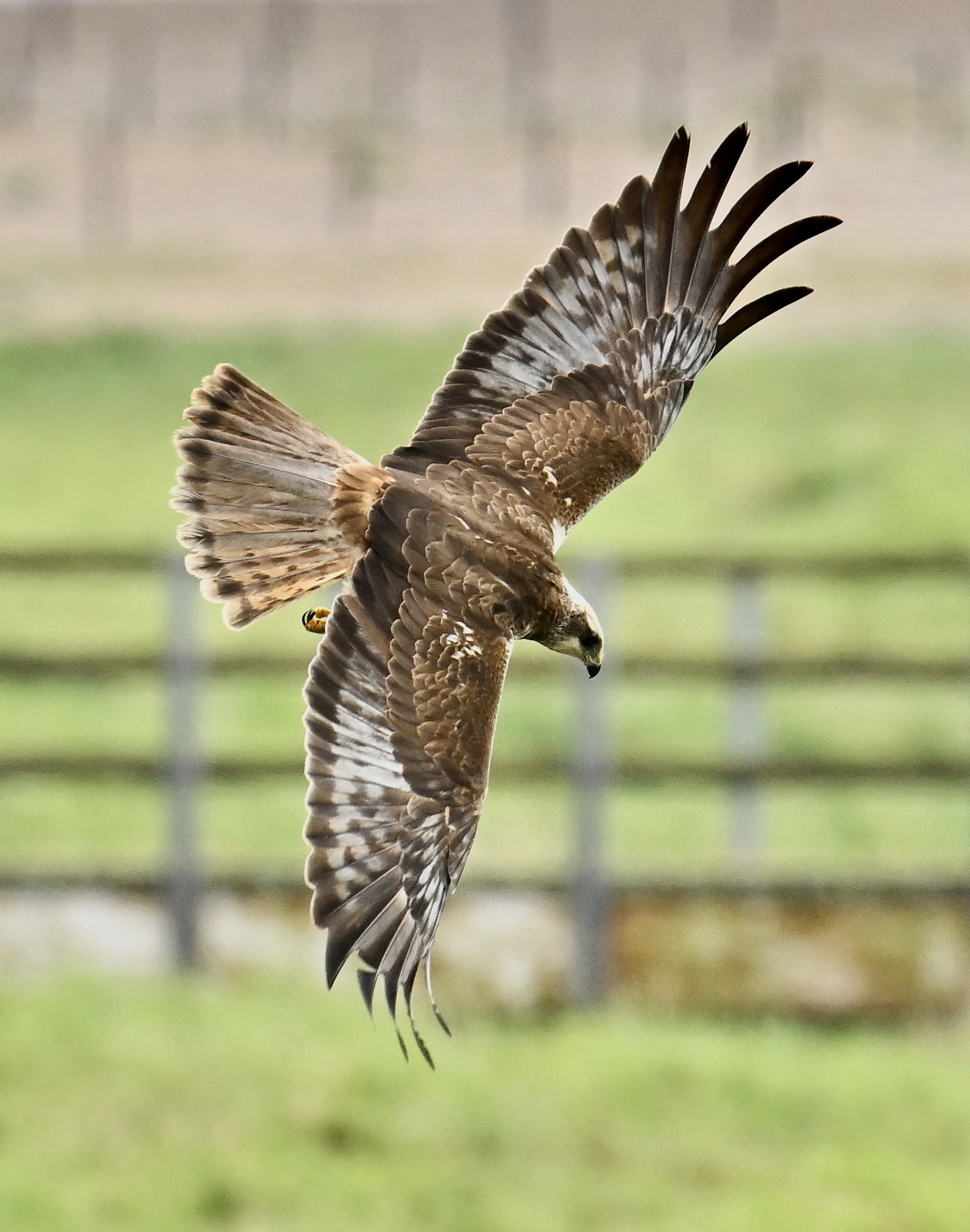 Marsh Harrier - 26-05-2024