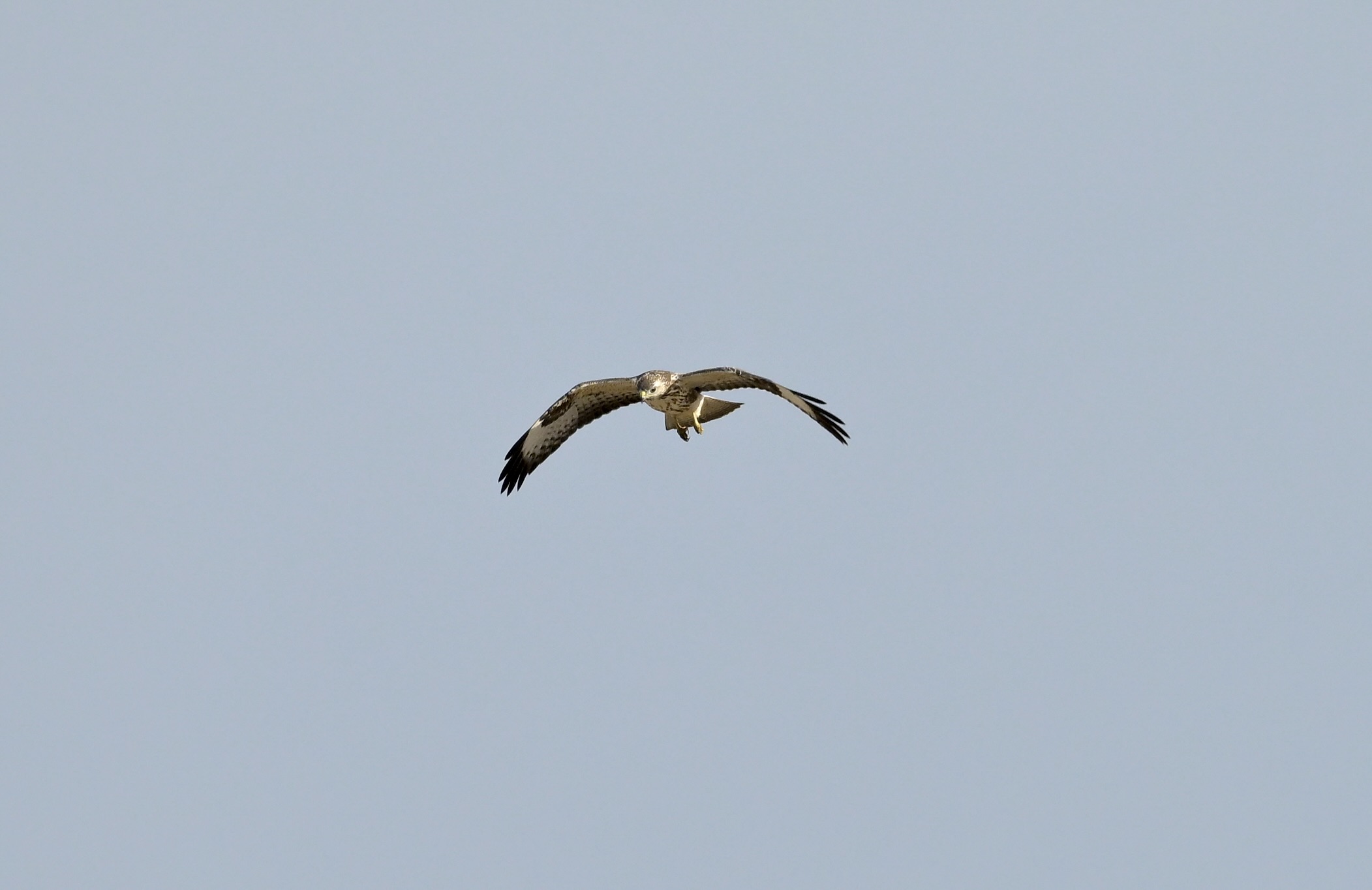 Buzzard - 09-10-2026