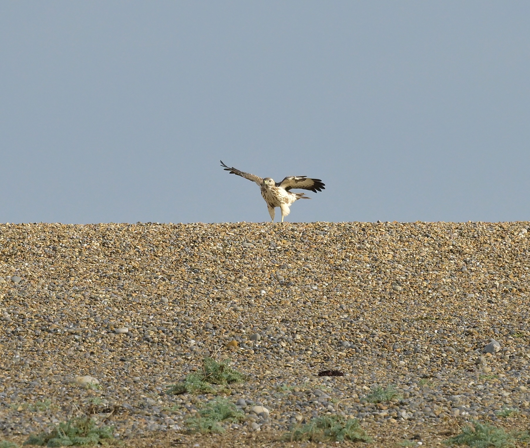 Buzzard - 09-10-2026