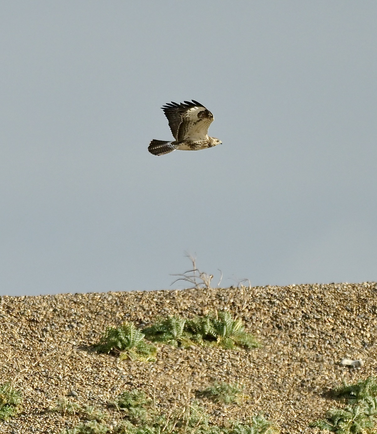 Buzzard - 09-10-2026