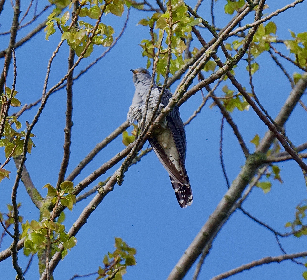 Cuckoo - 06-05-2023