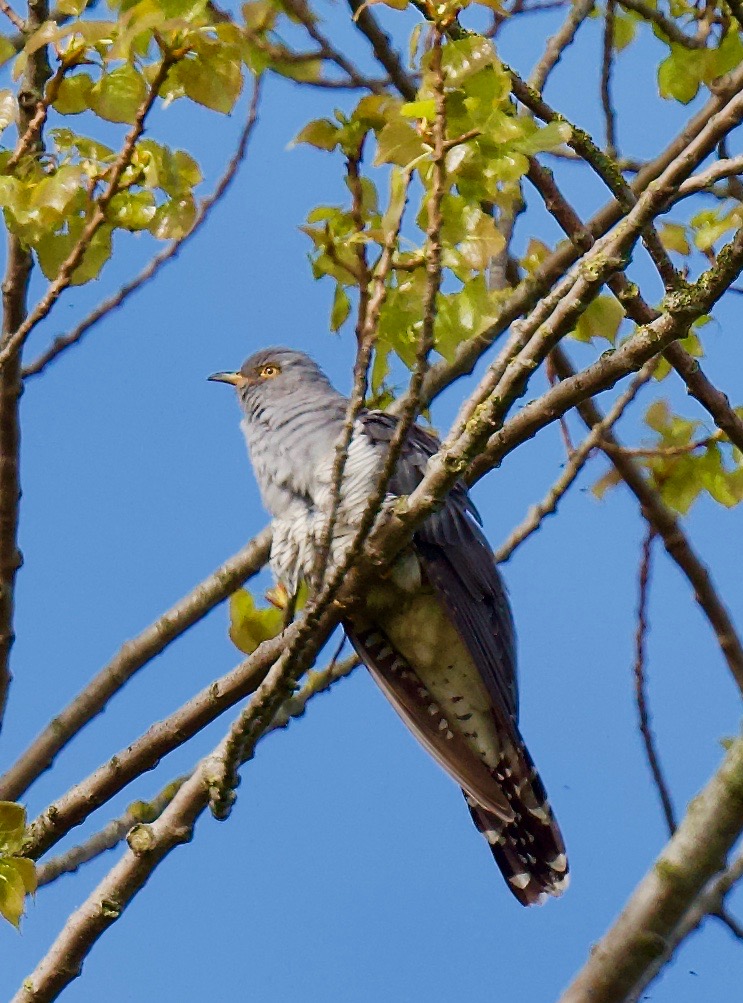 Cuckoo - 06-05-2023