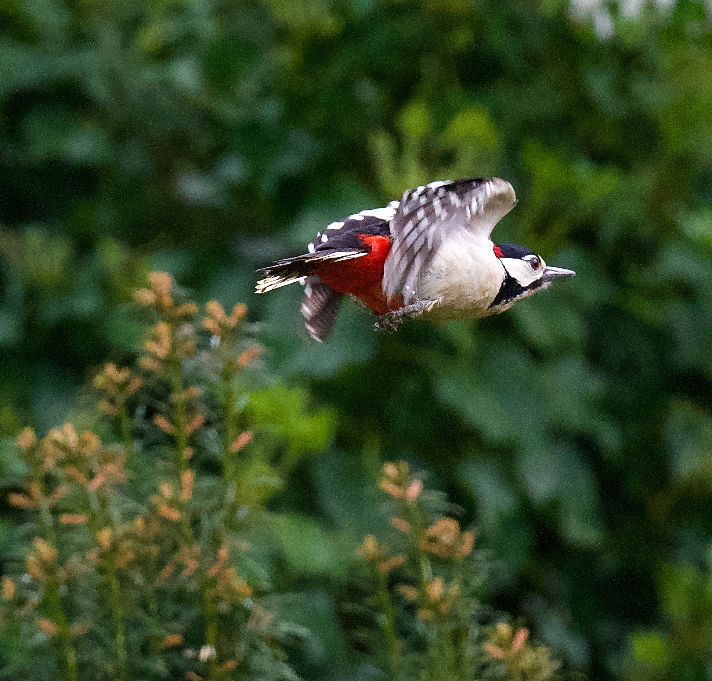 Great Spotted Woodpecker - 06-05-2023