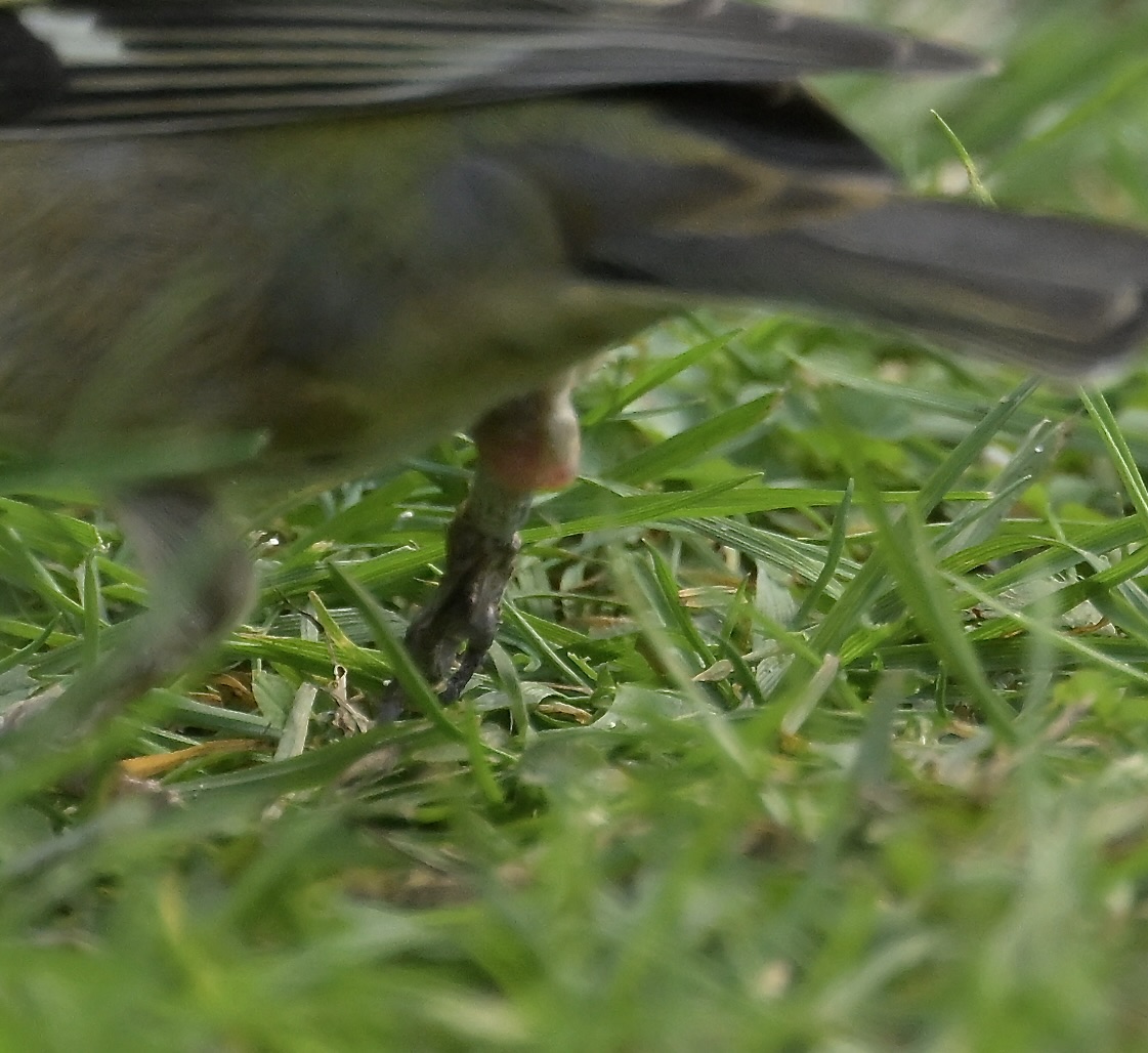 Chaffinch - 13-10-2026