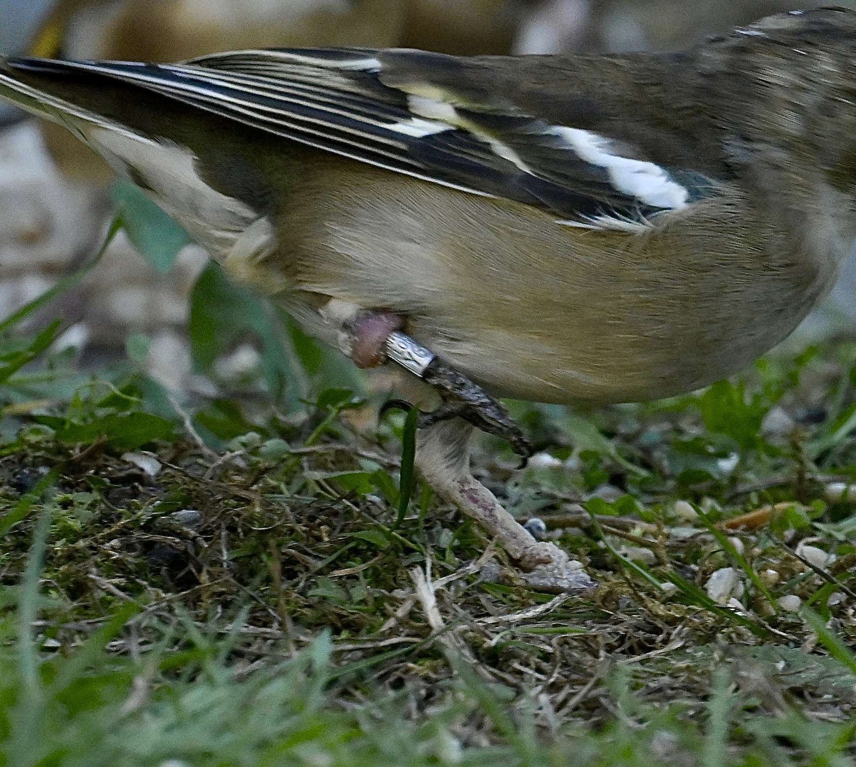 Chaffinch - 13-10-2026