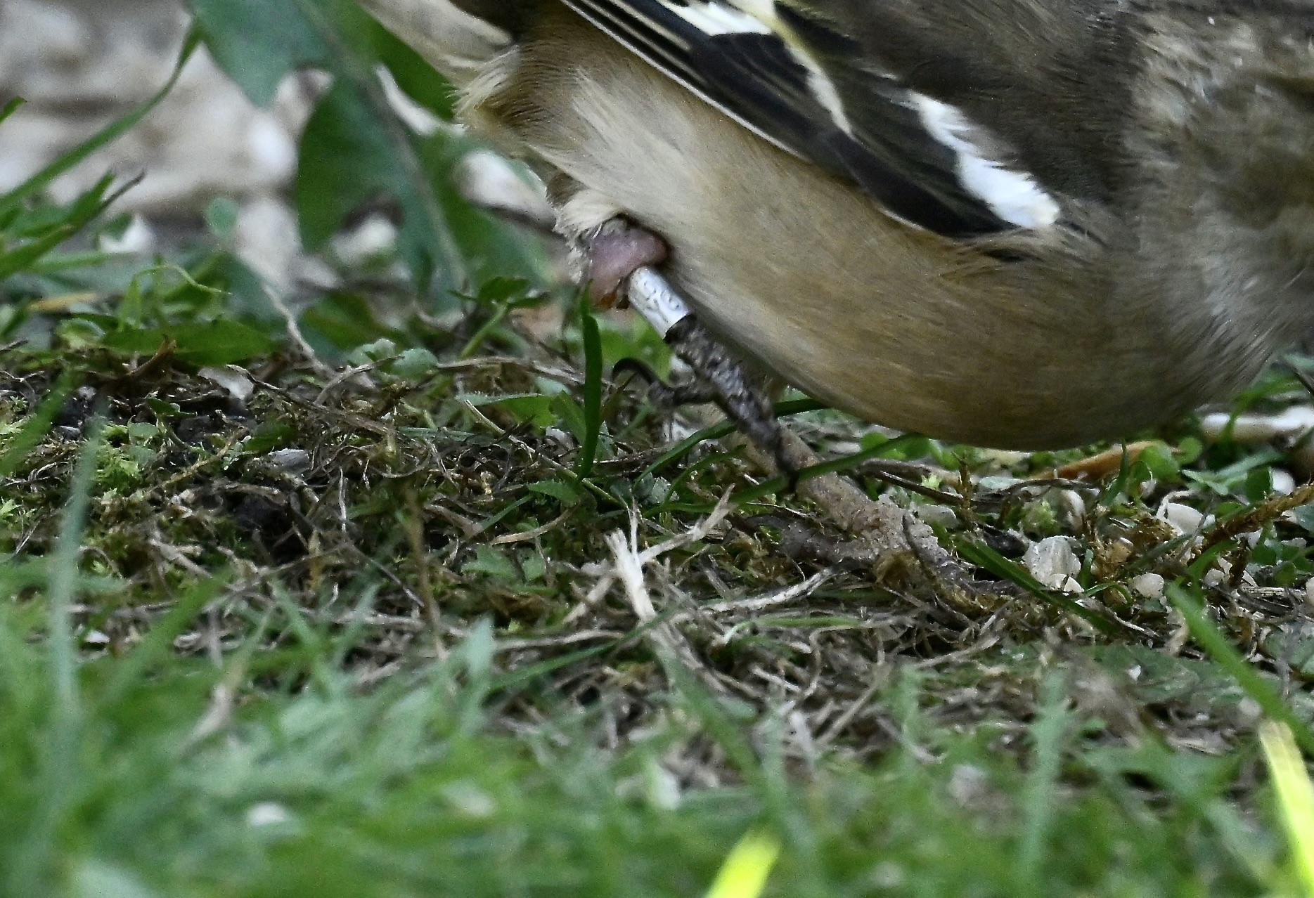 Chaffinch - 13-10-2026