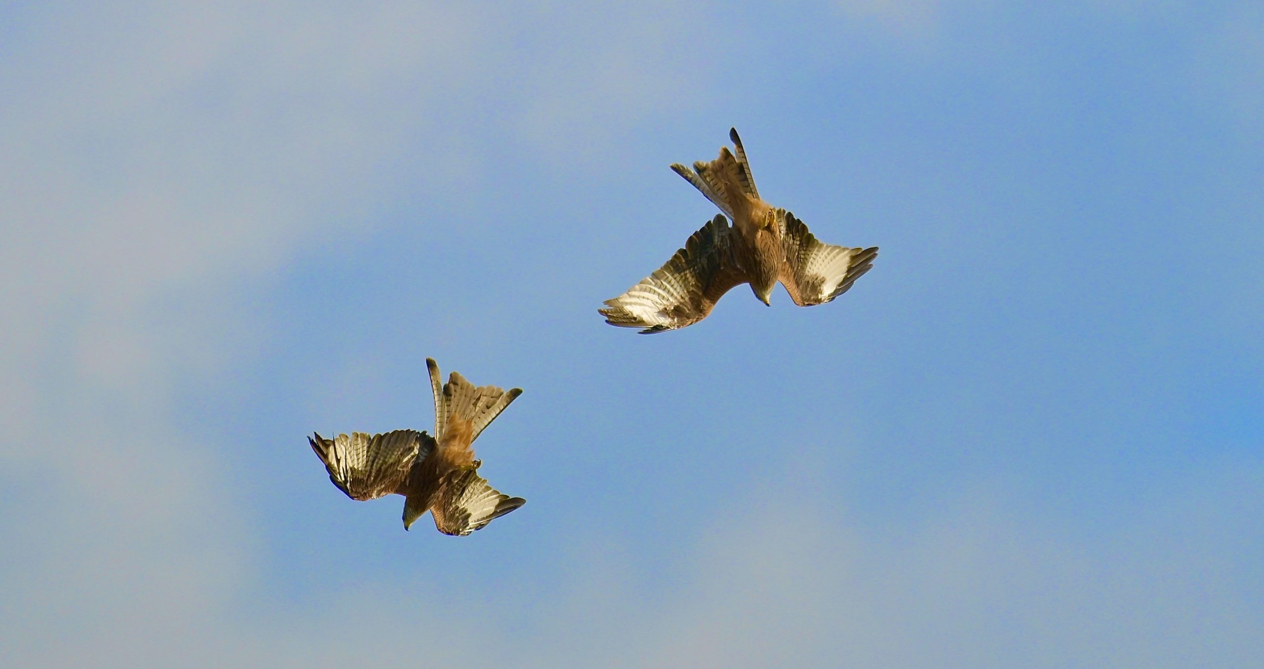 Red Kite - 15-10-2026
